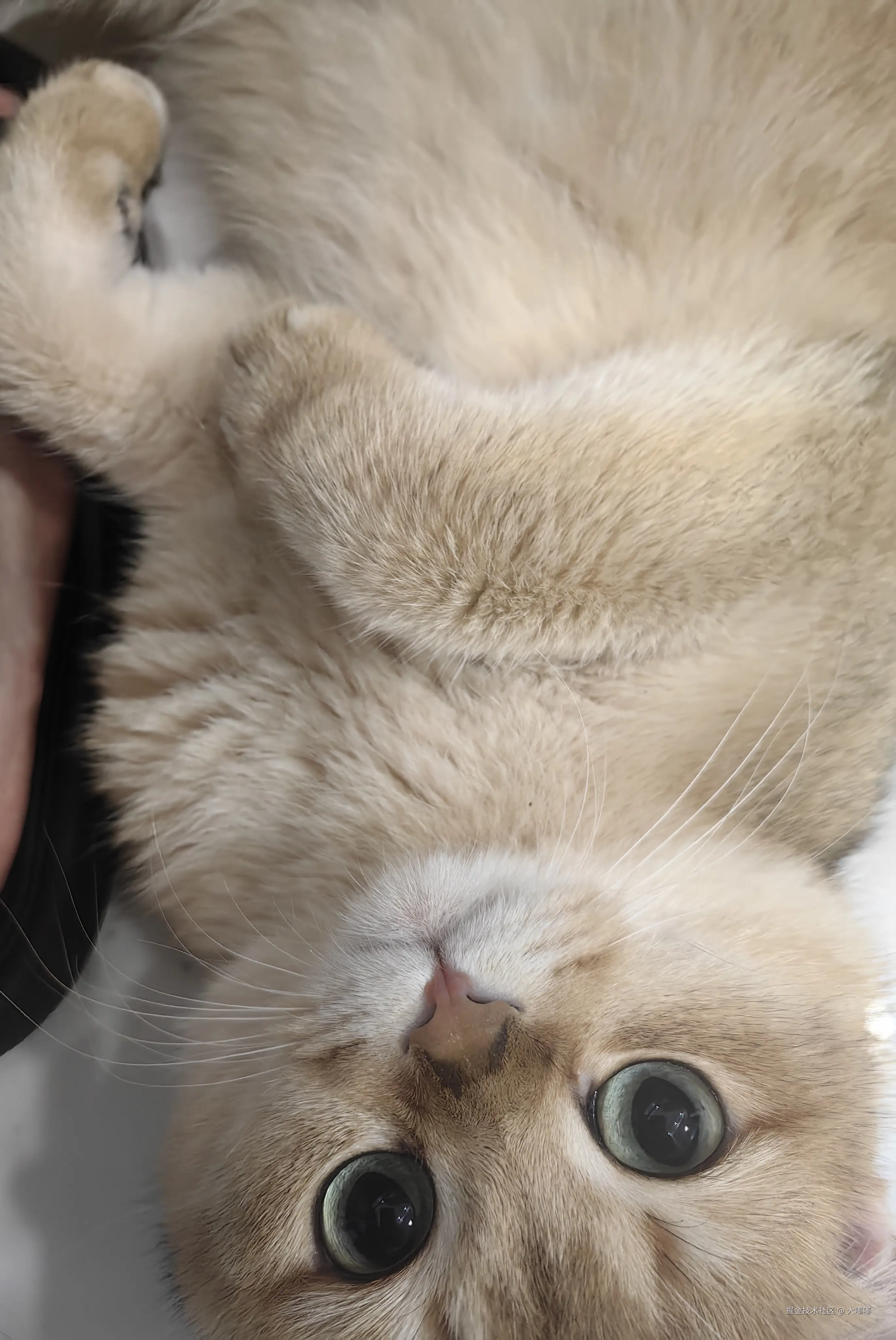 大嘟嘟于2025-11-24 14:54发布的图片