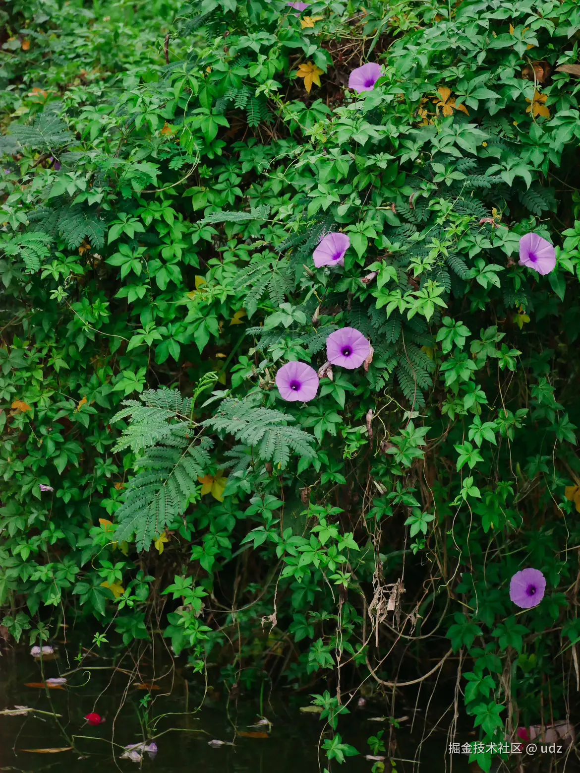 udz于2024-12-20 09:14发布的图片