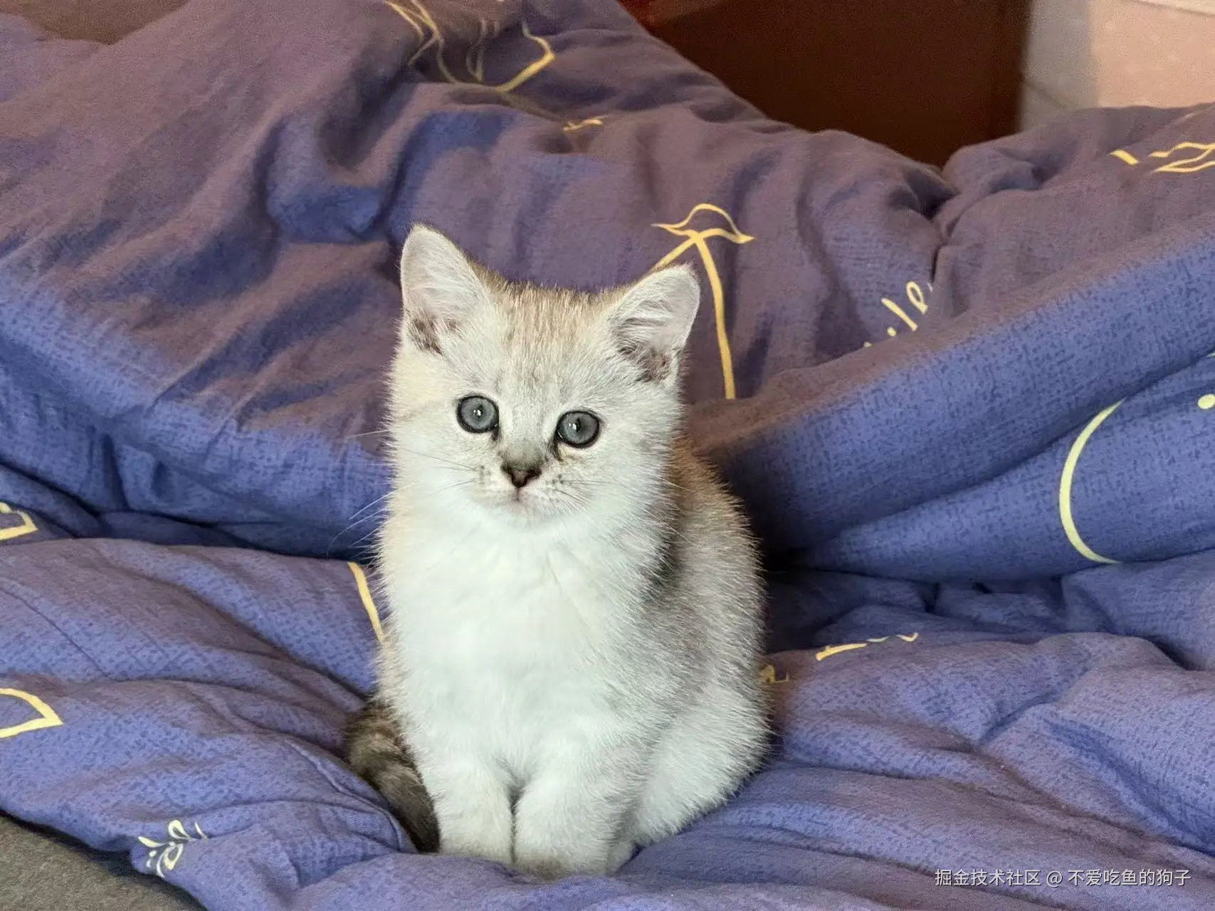 不爱吃鱼的狗子于2024-11-08 12:00发布的图片