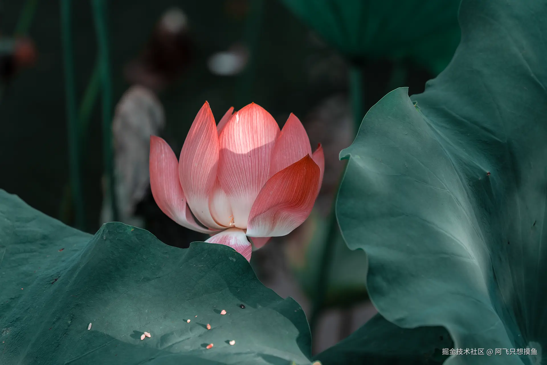 阿飞只想摸鱼于2025-07-16 10:23发布的图片