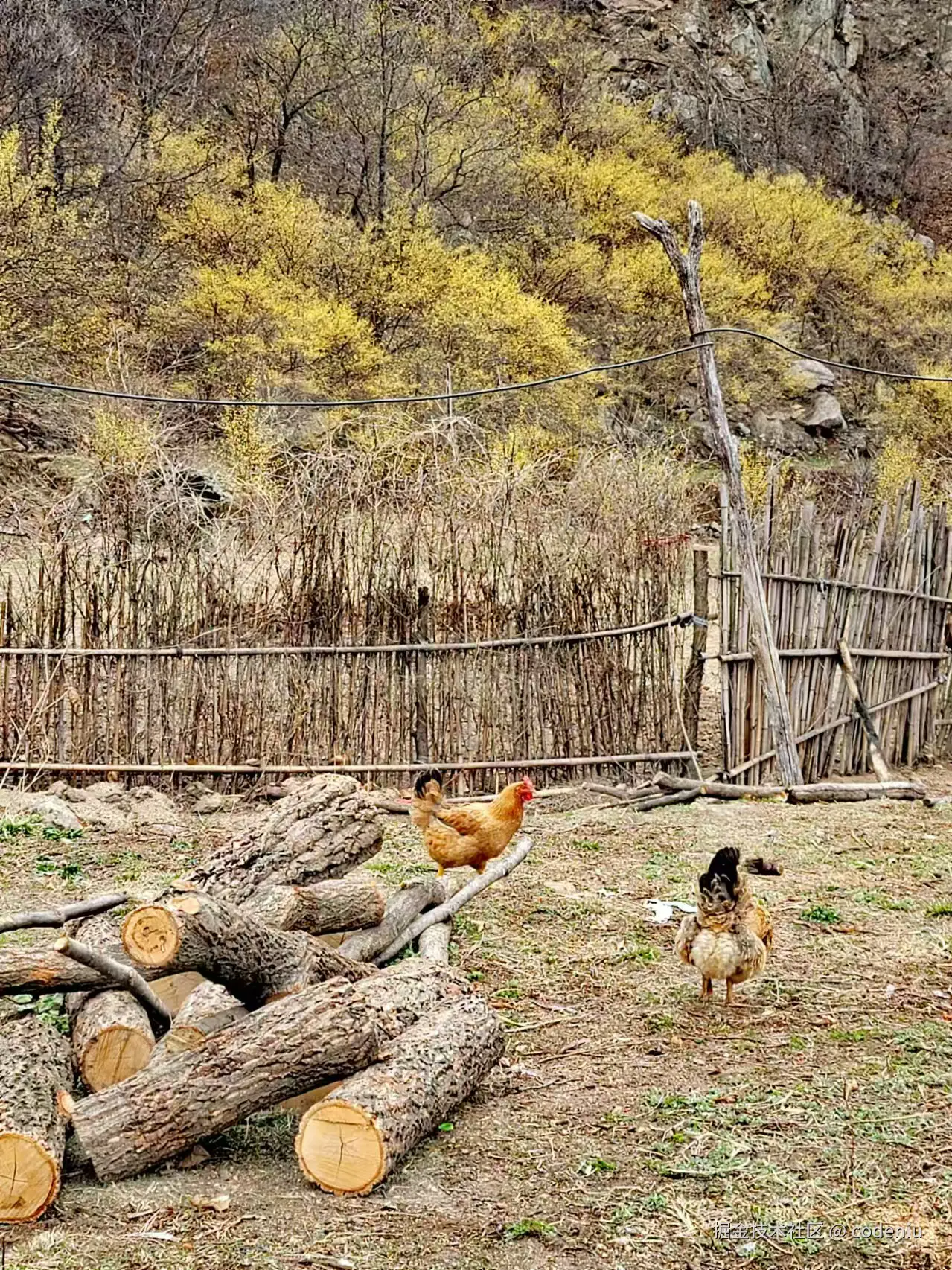 codeniu于2025-04-08 08:33发布的图片