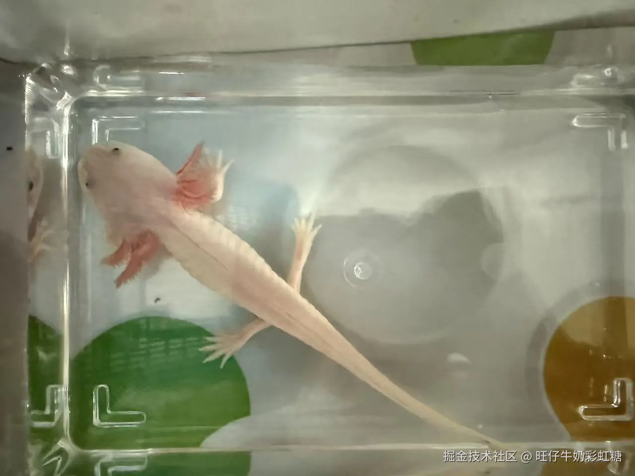 旺仔牛奶彩虹糖于2026-01-23 18:28发布的图片