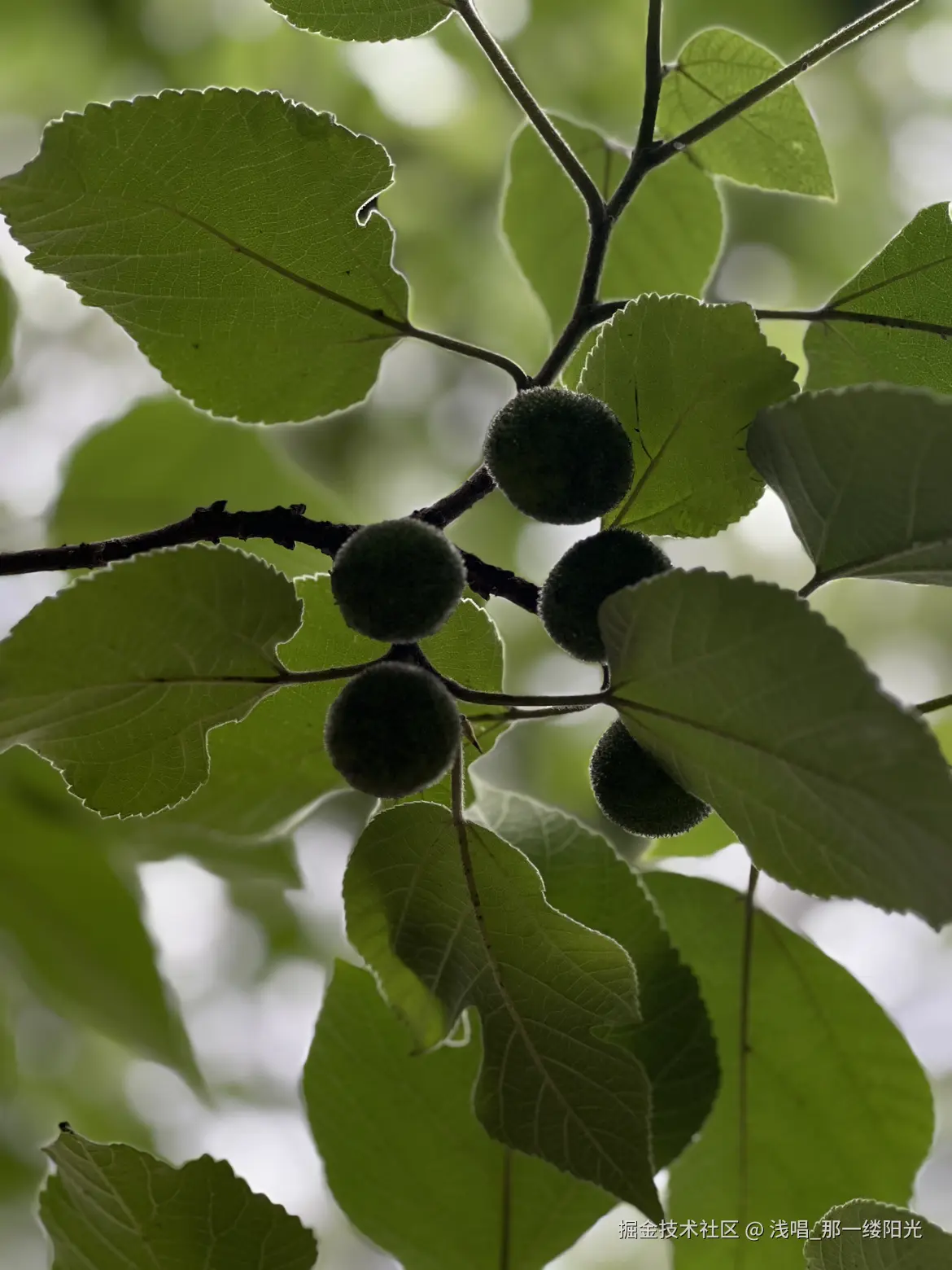 浅唱_那一缕阳光于2025-06-16 11:04发布的图片