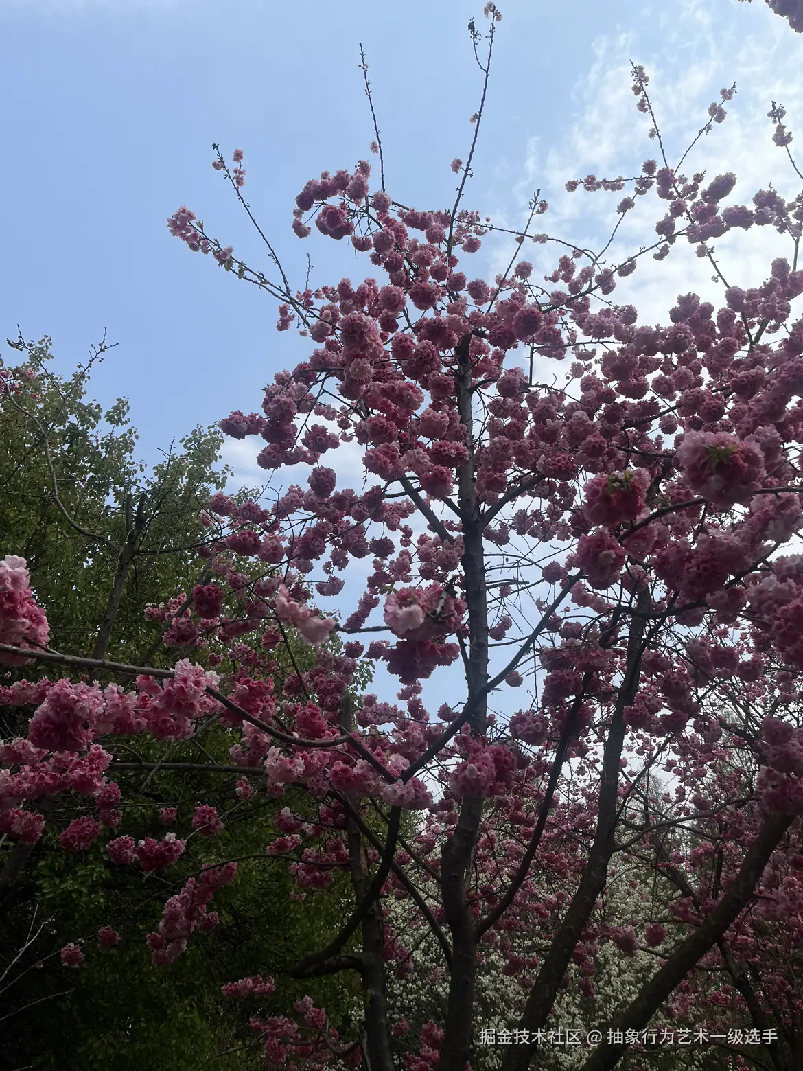 抽象行为艺术一级选手于2026-03-09 09:42发布的图片