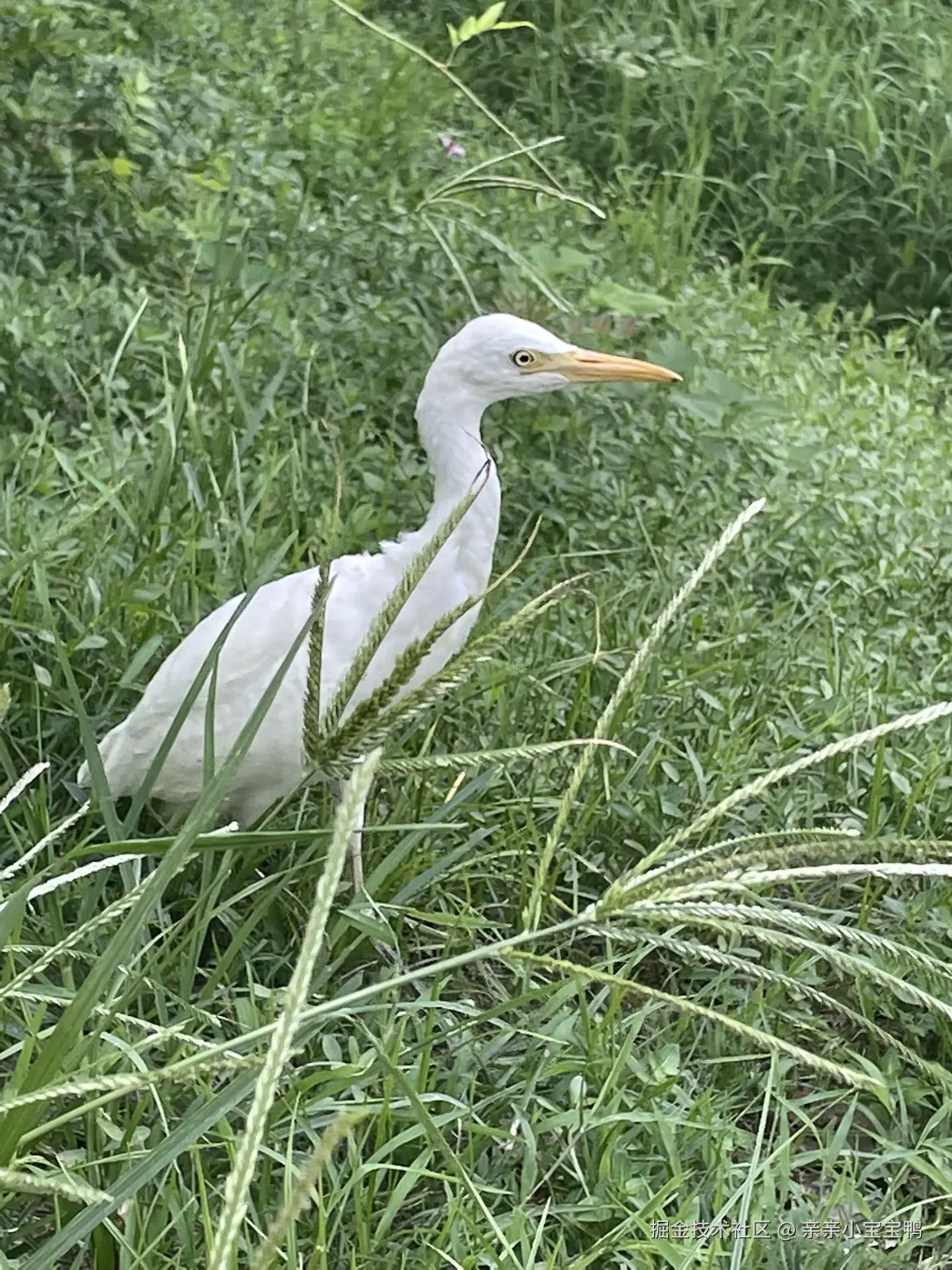 亲亲小宝宝鸭于2024-09-02 13:55发布的图片