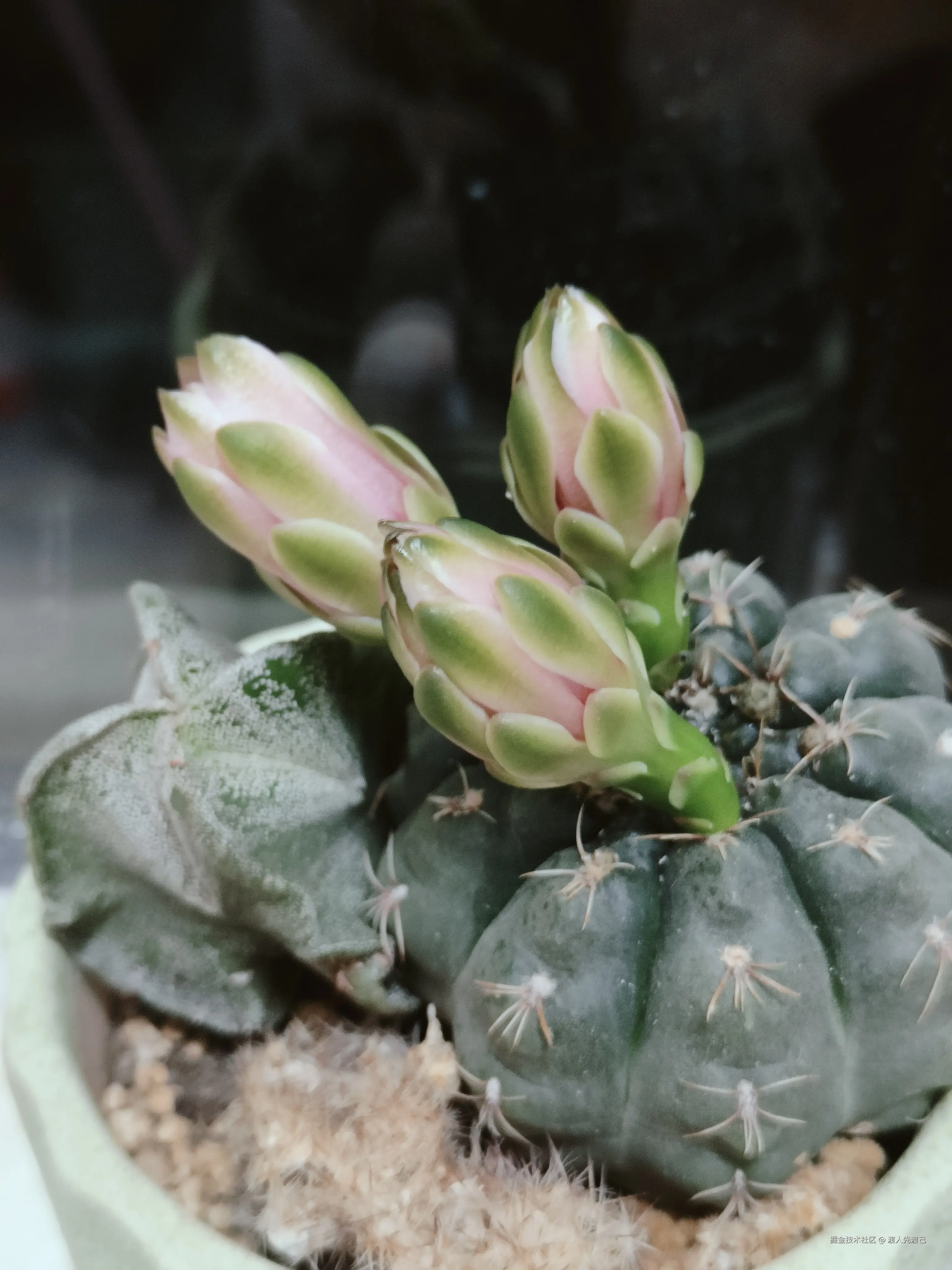 渡人先渡己于2025-04-27 09:33发布的图片