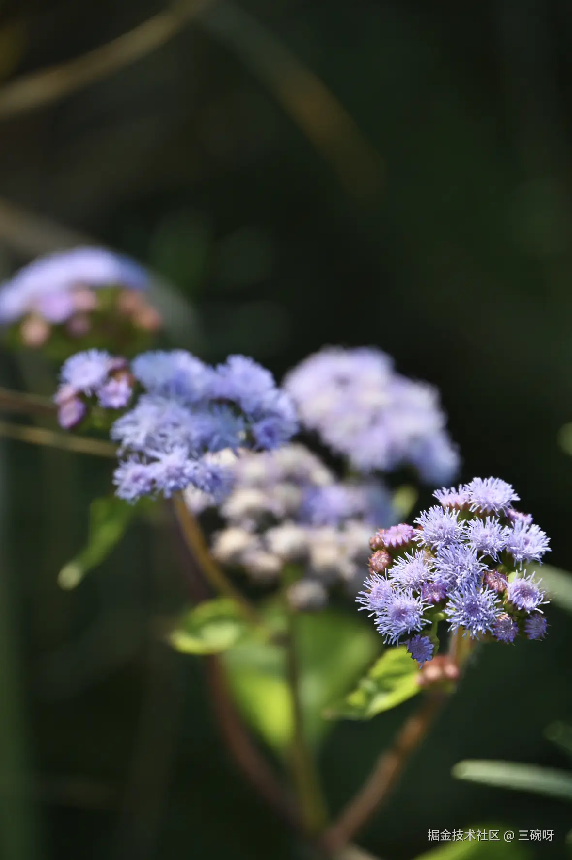 三碗呀于2025-01-13 14:33发布的图片