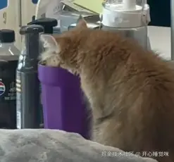 开心睡觉咪于2025-08-14 07:13发布的图片