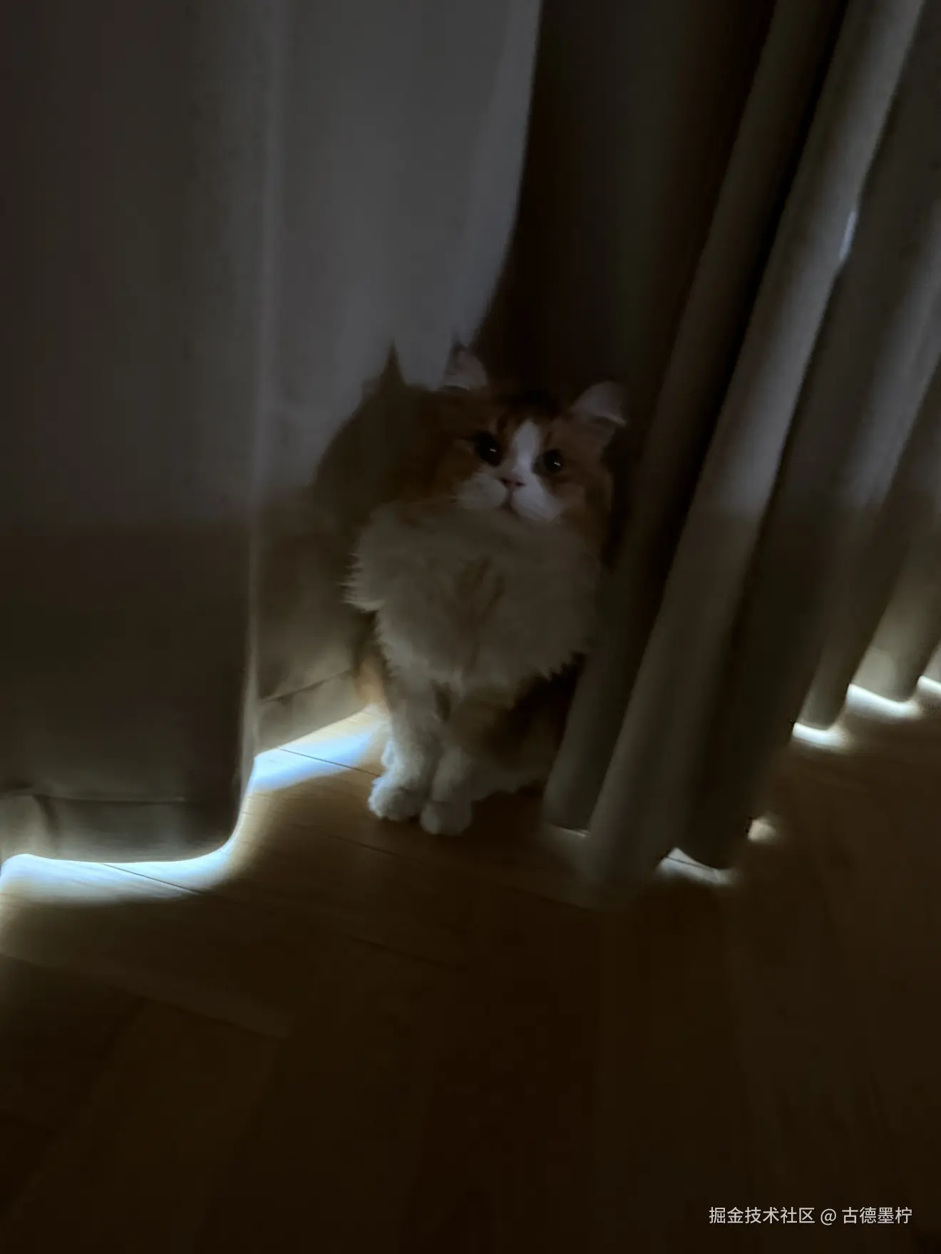 古德墨柠于2025-06-07 14:29发布的图片