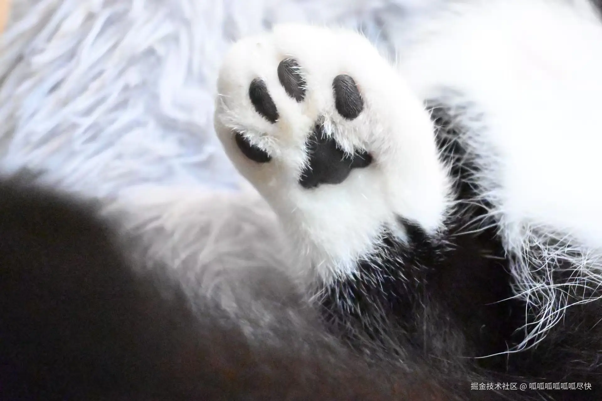 呱呱呱呱呱呱尽快于2026-02-28 11:17发布的图片