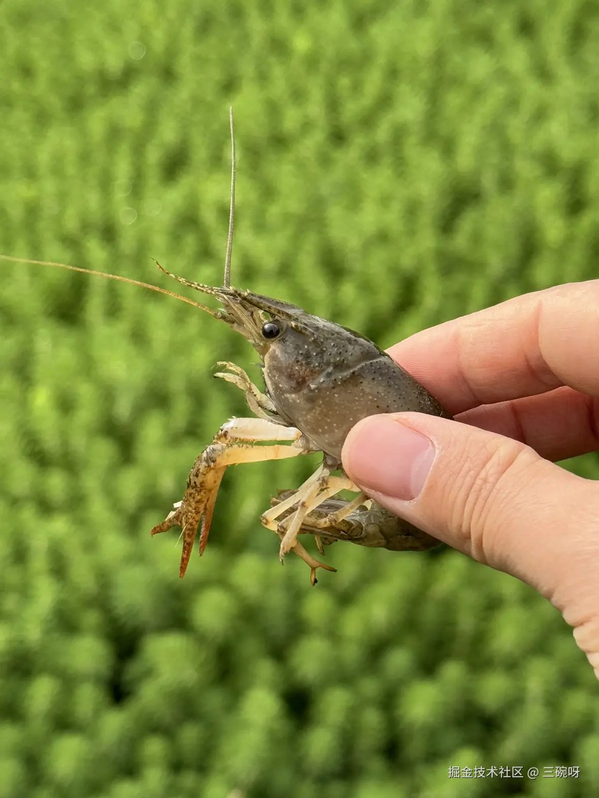 三碗呀于2025-04-16 10:09发布的图片