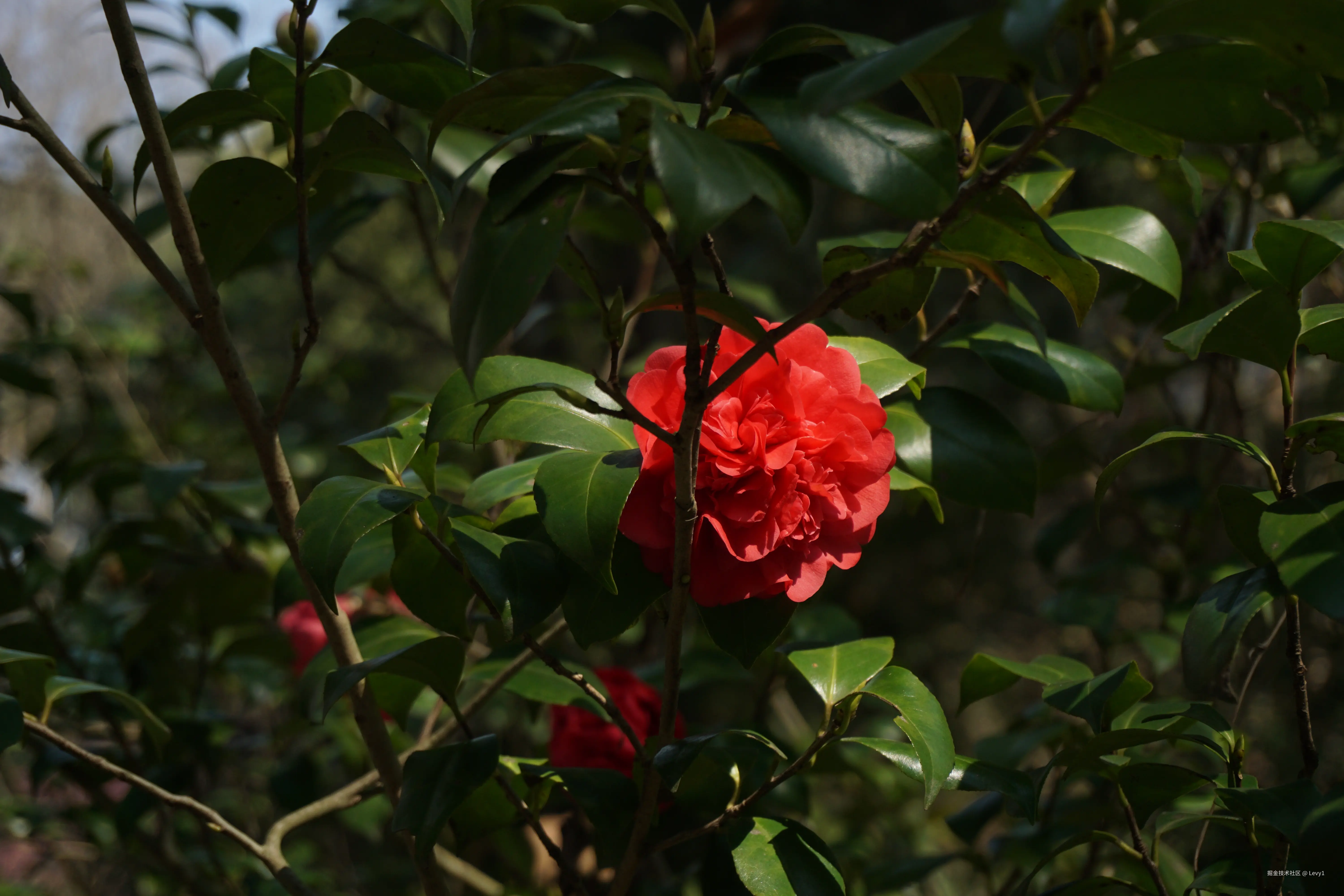 Levy1于2025-03-03 09:21发布的图片