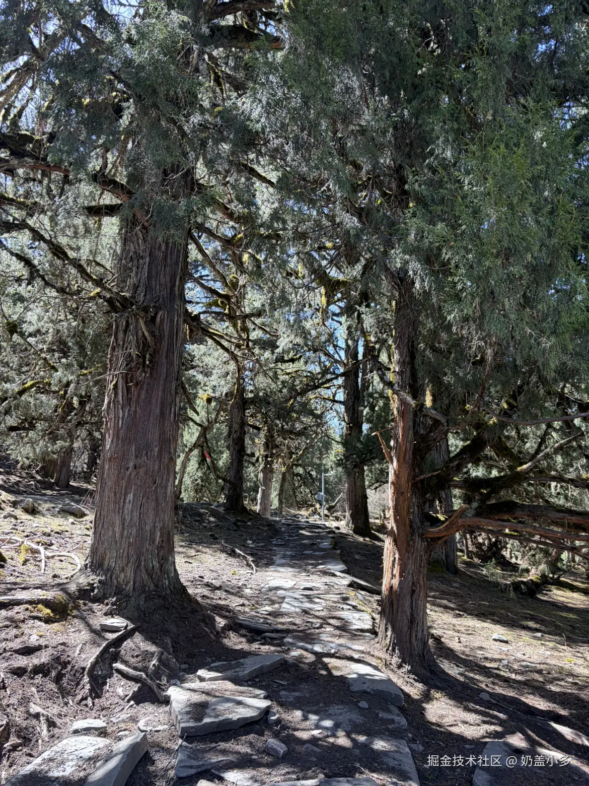 奶盖小多于2026-04-22 15:52发布的图片