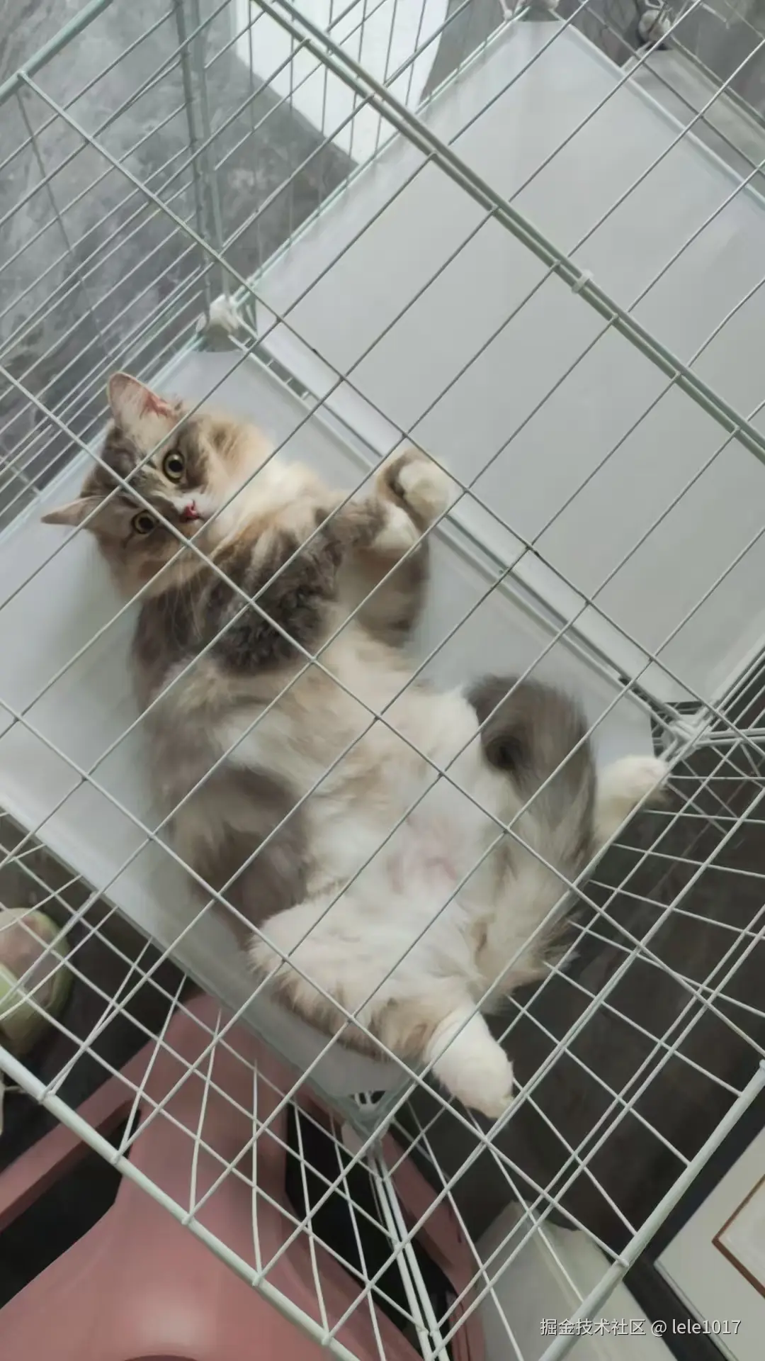 lele1017于2025-07-28 15:16发布的图片