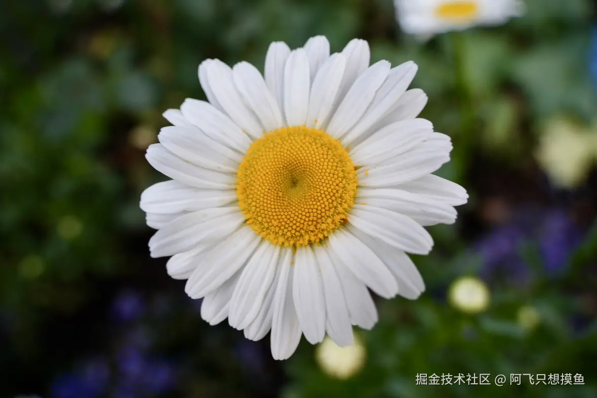 阿飞只想摸鱼于2025-05-30 13:56发布的图片