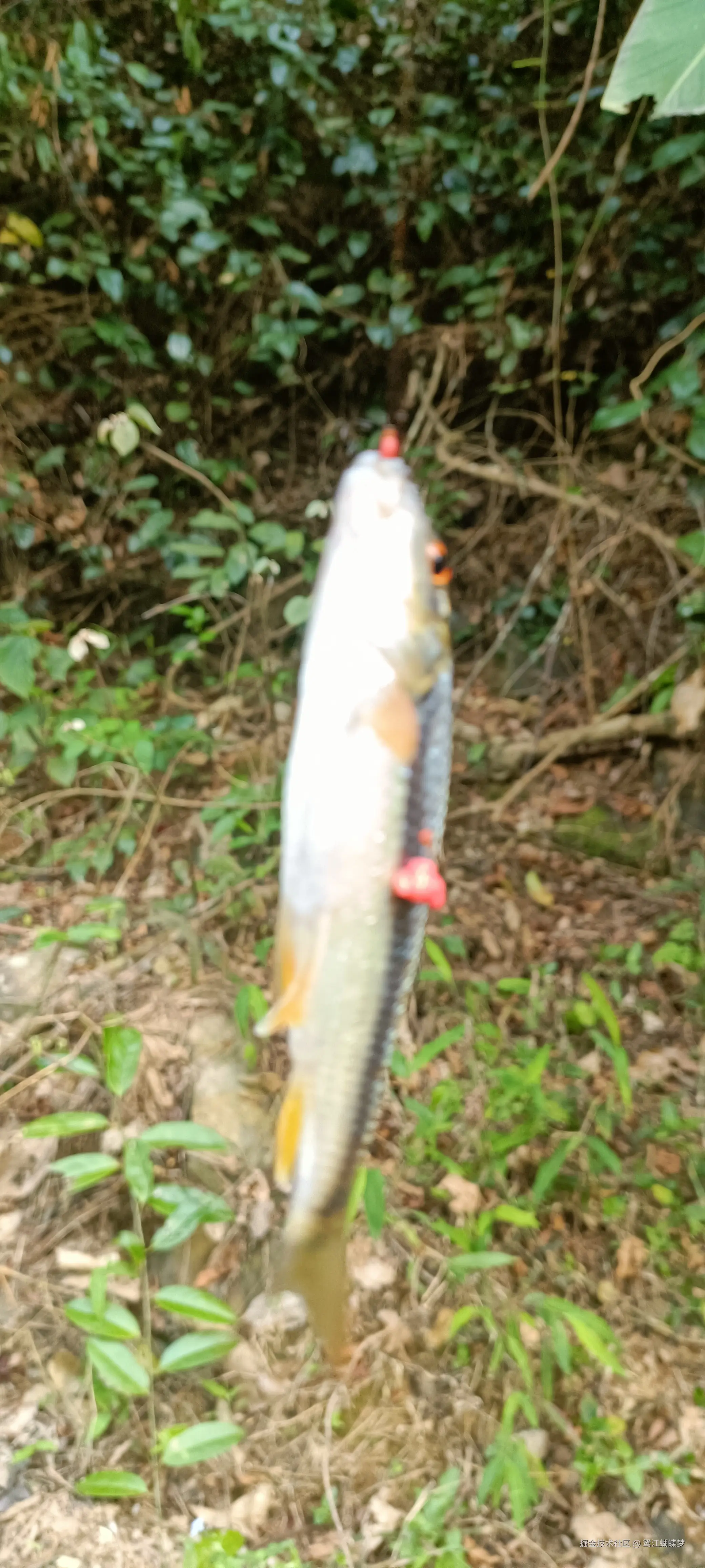 鸳江蝴蝶梦于2025-03-27 18:39发布的图片