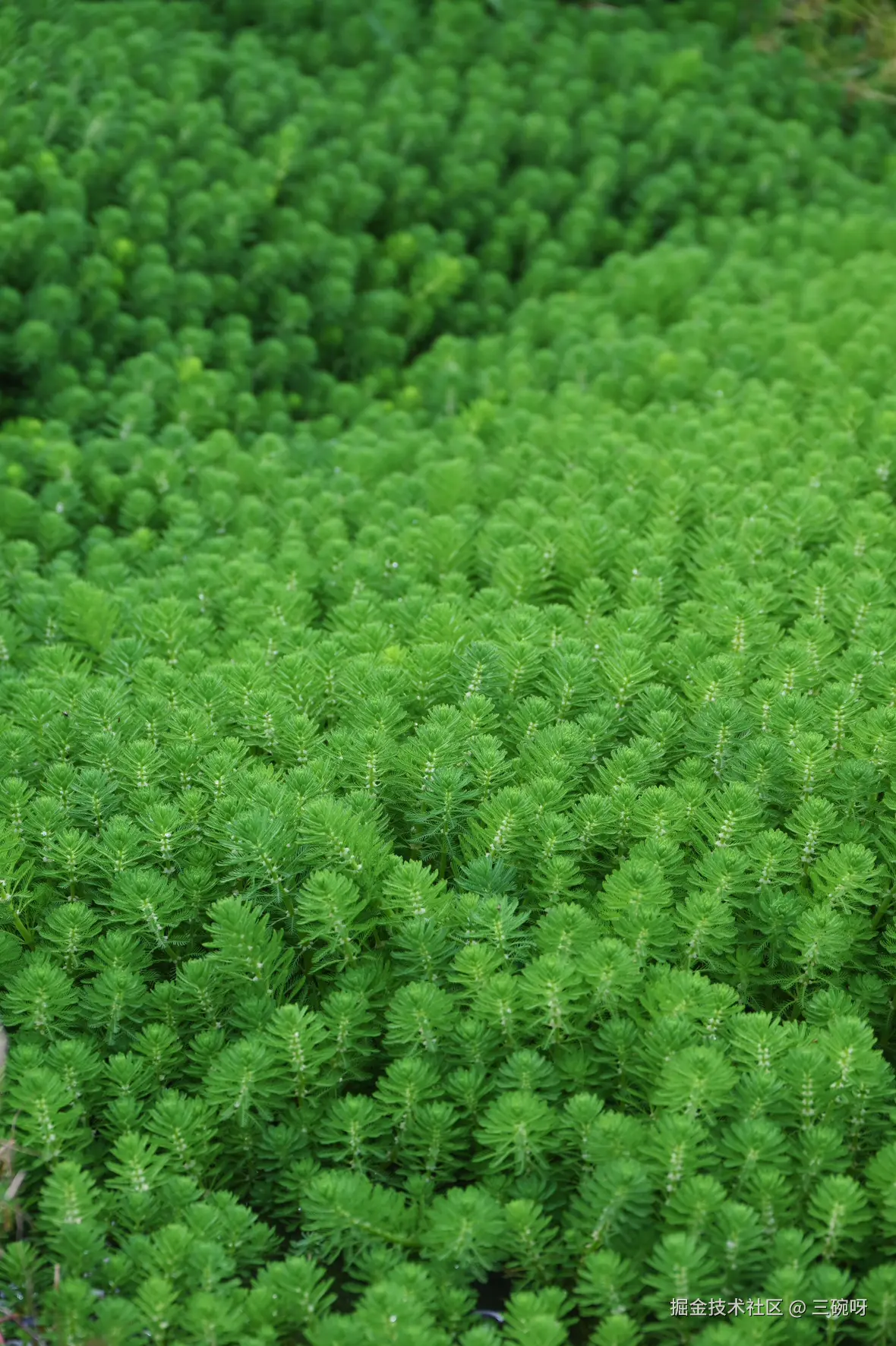 三碗呀于2025-04-16 10:09发布的图片