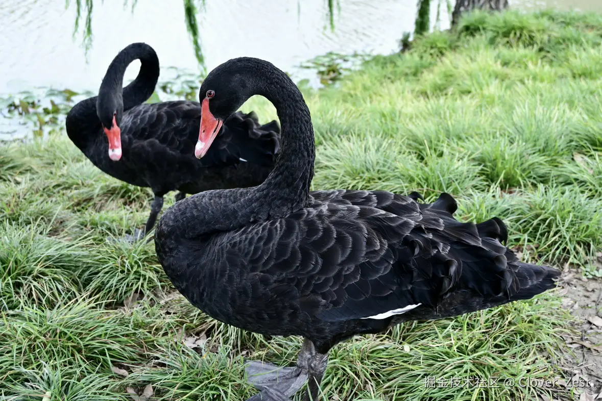 Clover_Zest于2025-07-21 10:37发布的图片