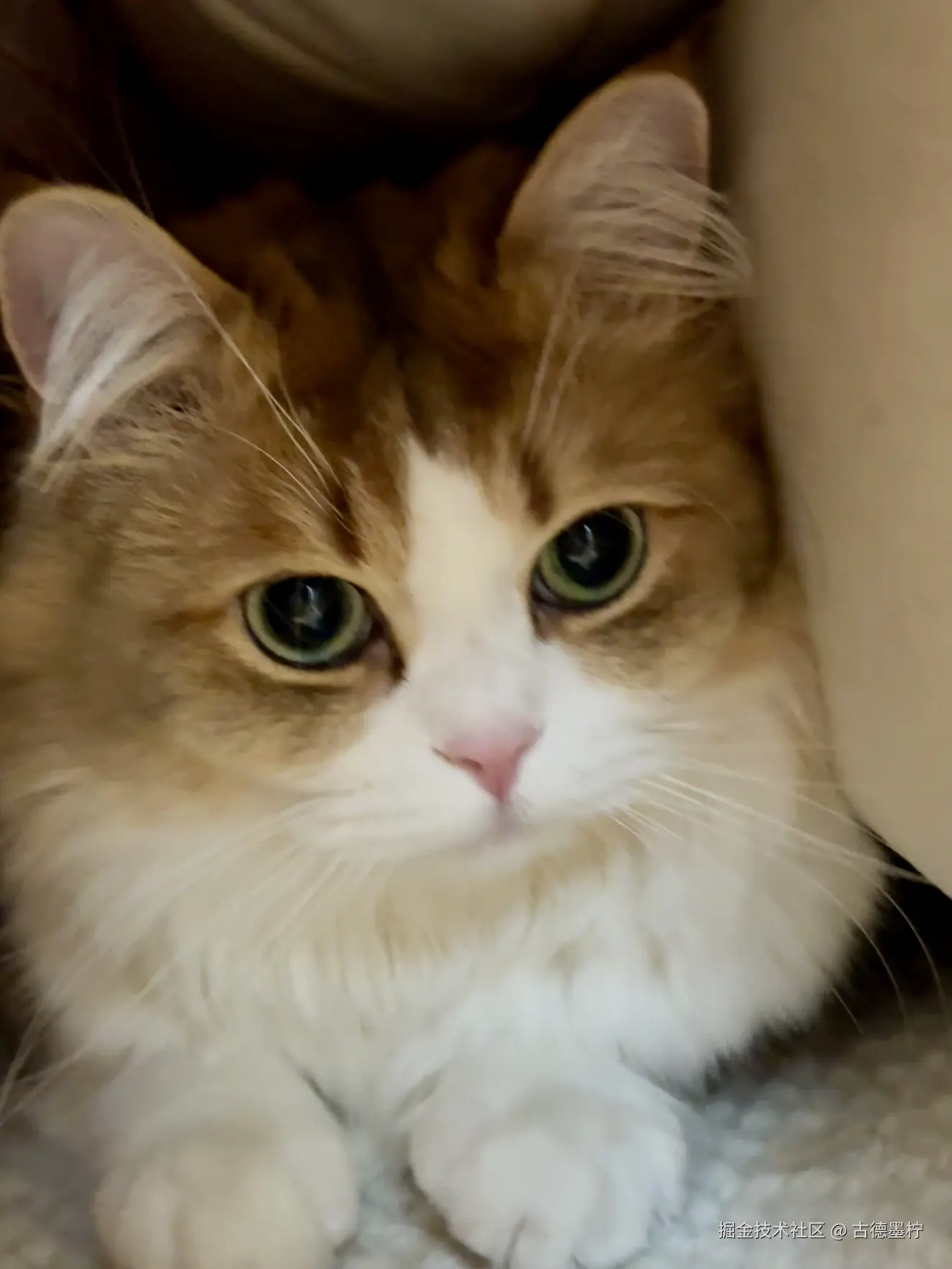 古德墨柠于2026-02-06 16:48发布的图片