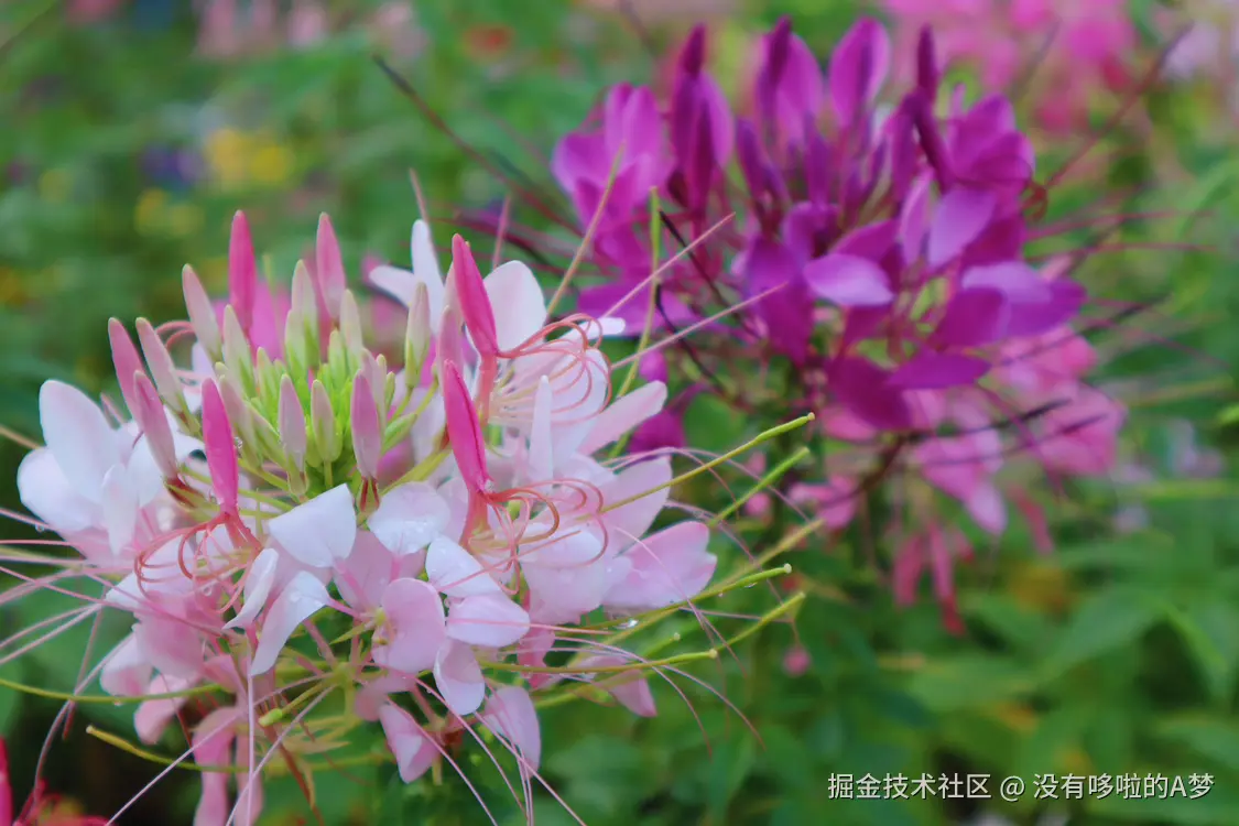 没有哆啦的A梦于2025-03-27 13:46发布的图片