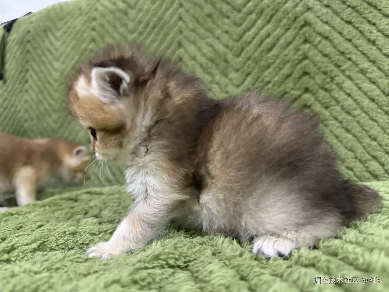 红a于2025-03-31 02:56发布的图片