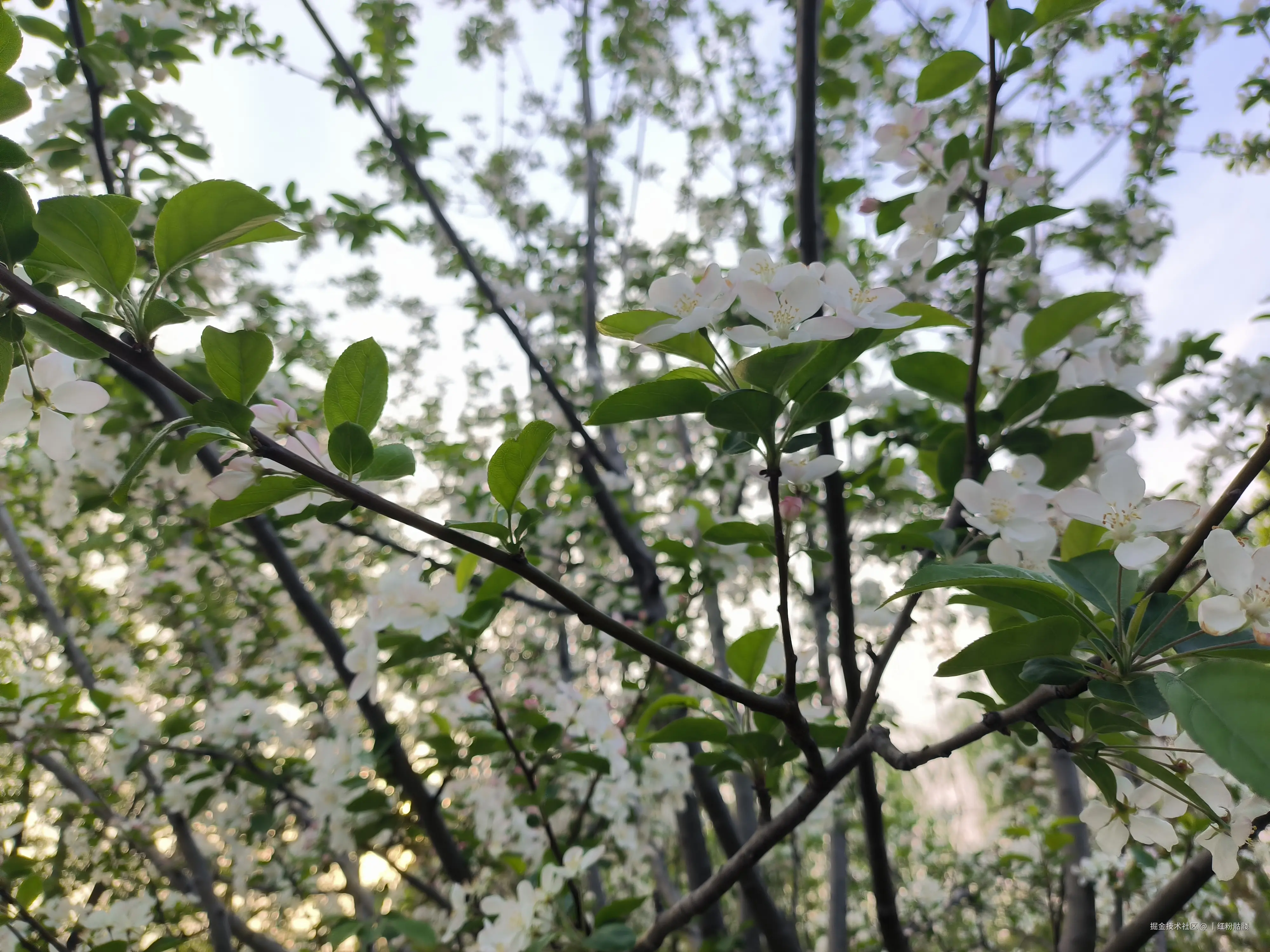 丨红粉骷髅于2025-04-08 17:21发布的图片