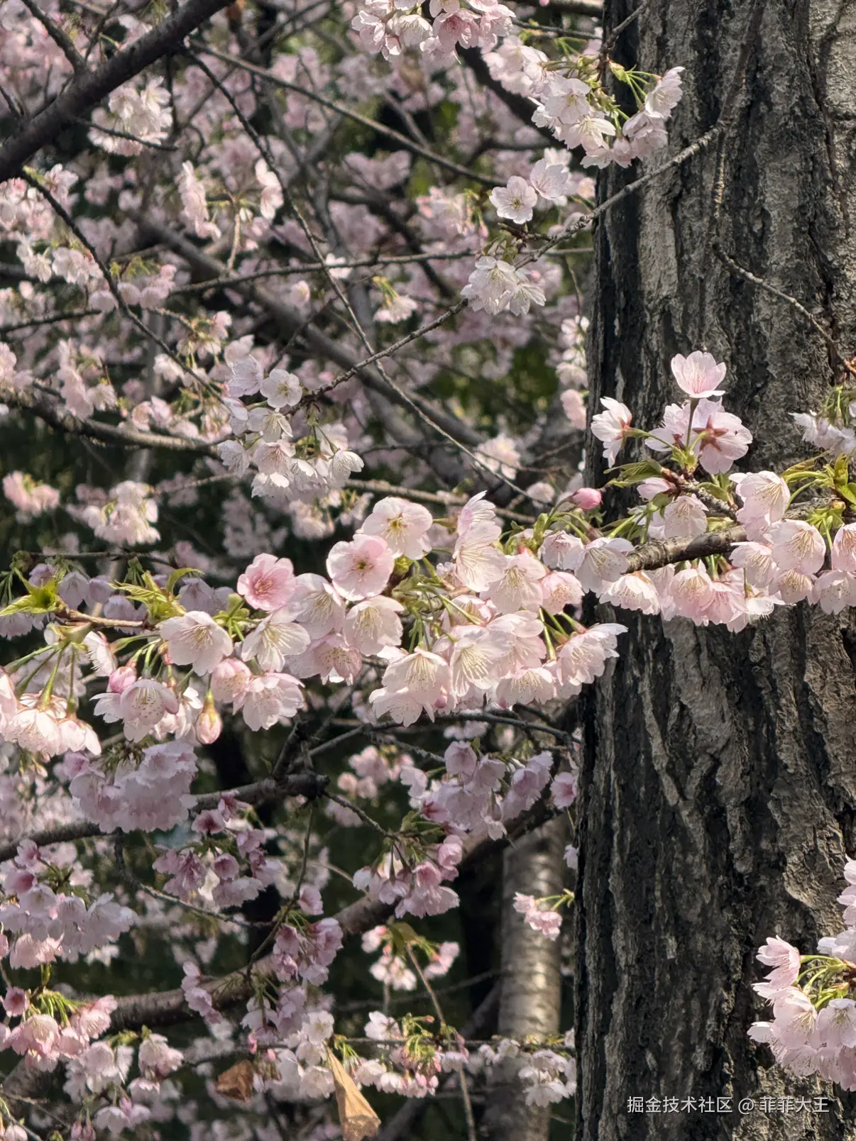 菲菲大王于2026-03-09 10:13发布的图片