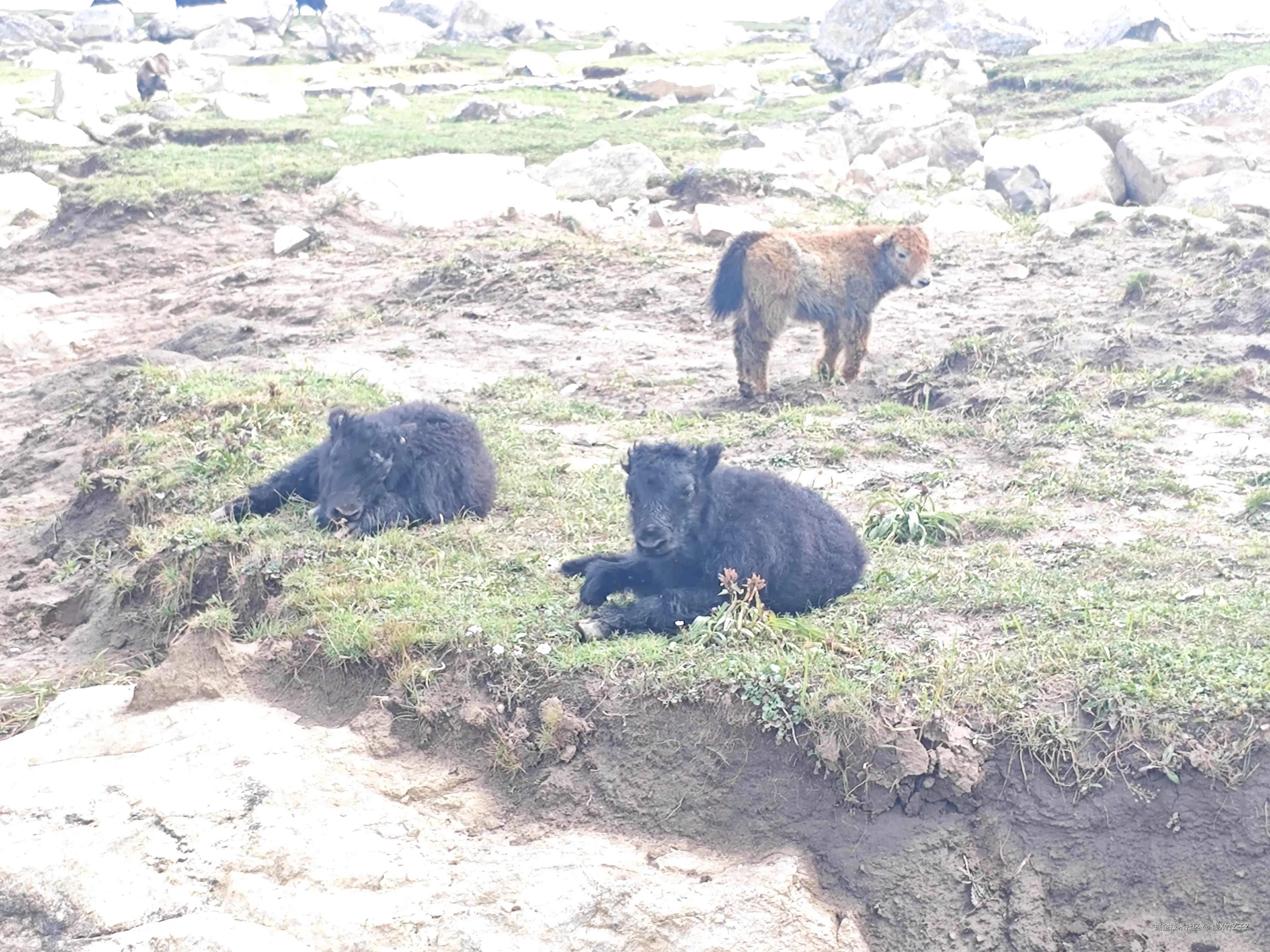 虚X竹Z子Z于2025-09-04 10:56发布的图片