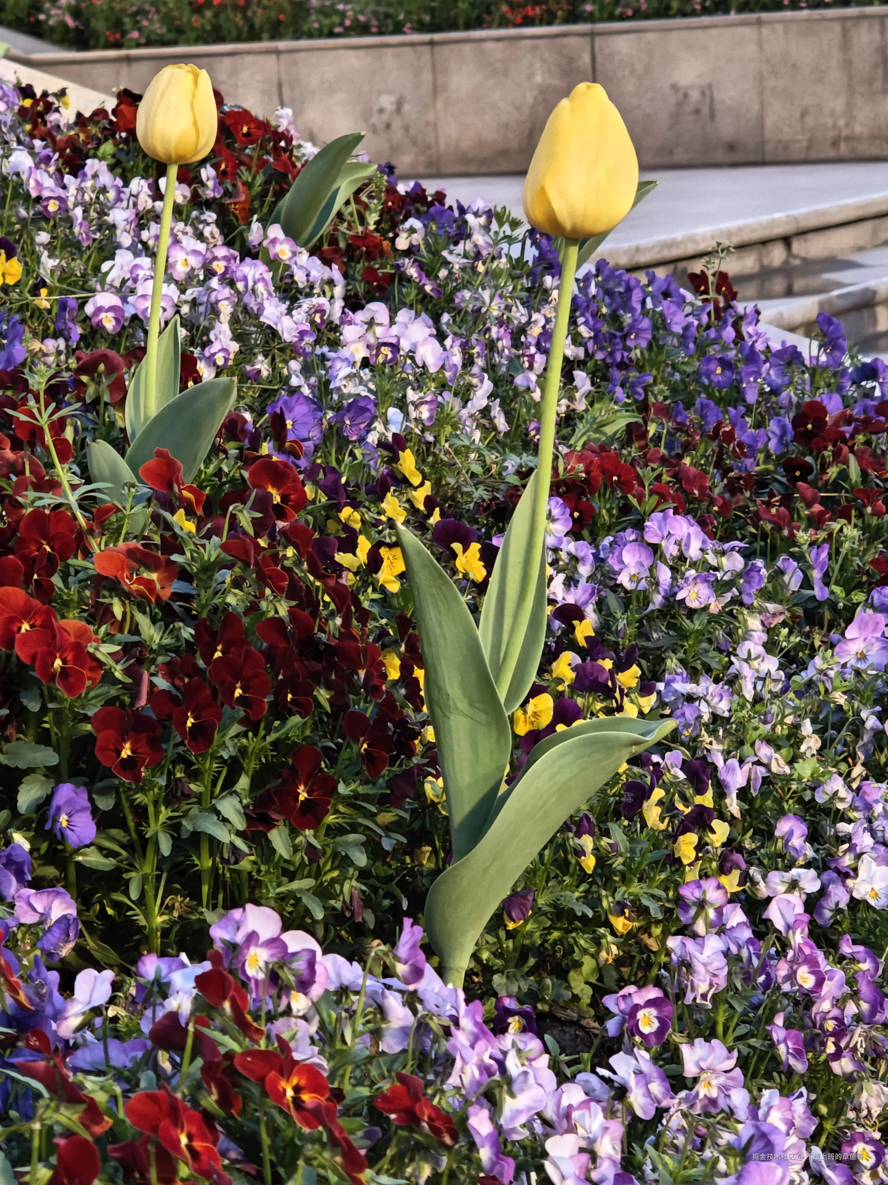 不想上班的章鱼哥于2025-03-21 15:03发布的图片