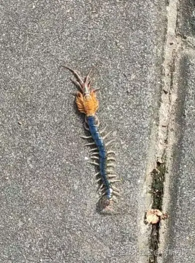 余斯内克于2024-09-26 09:31发布的图片