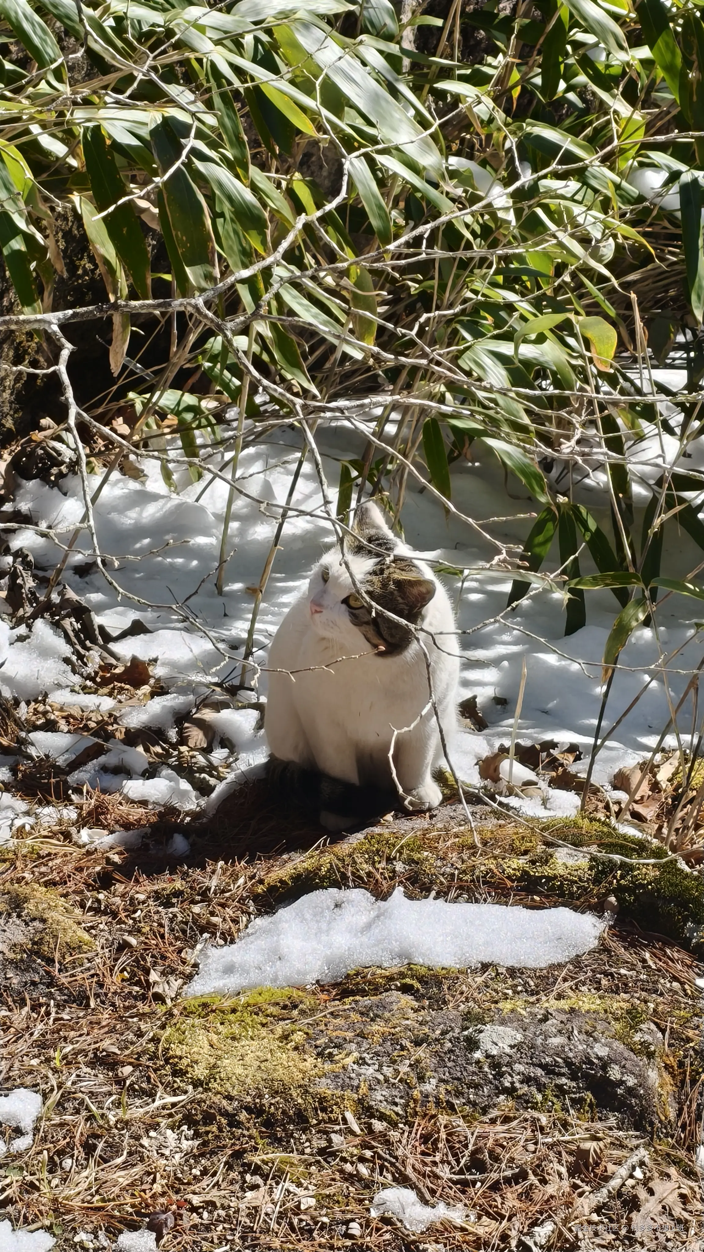 钱多多不想上班于2026-01-05 16:00发布的图片
