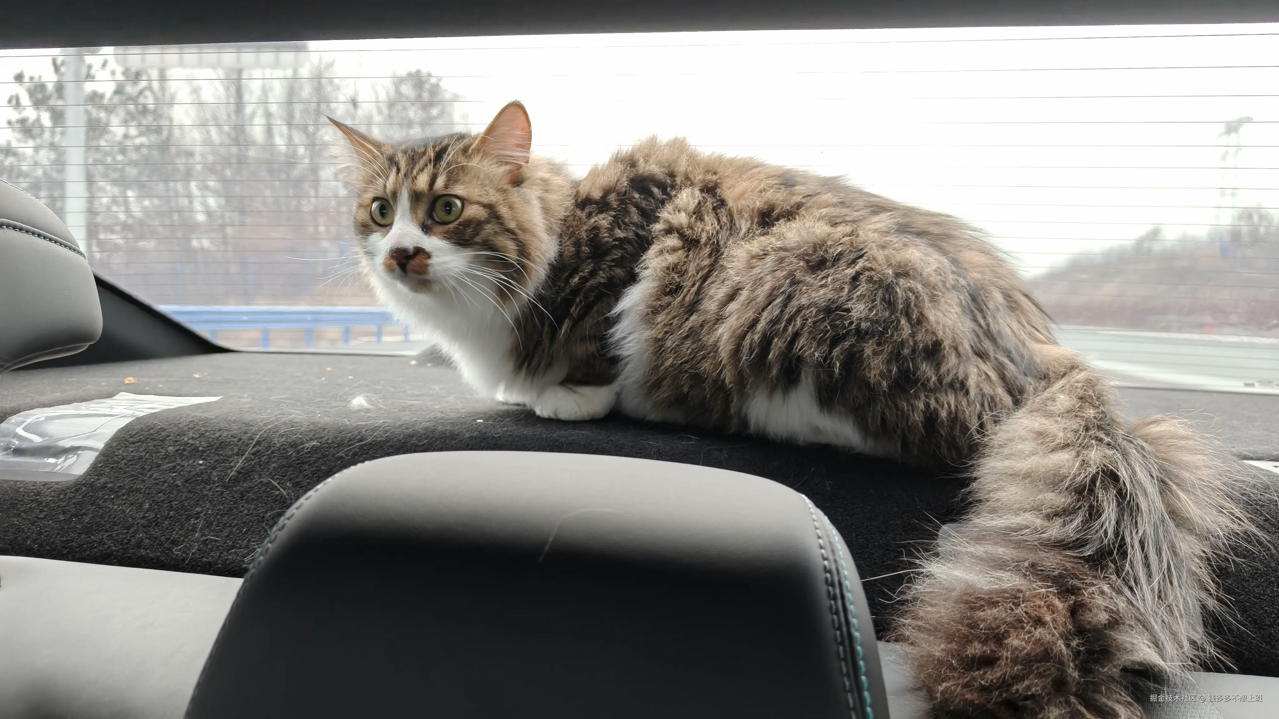 钱多多不想上班于2026-02-09 08:14发布的图片