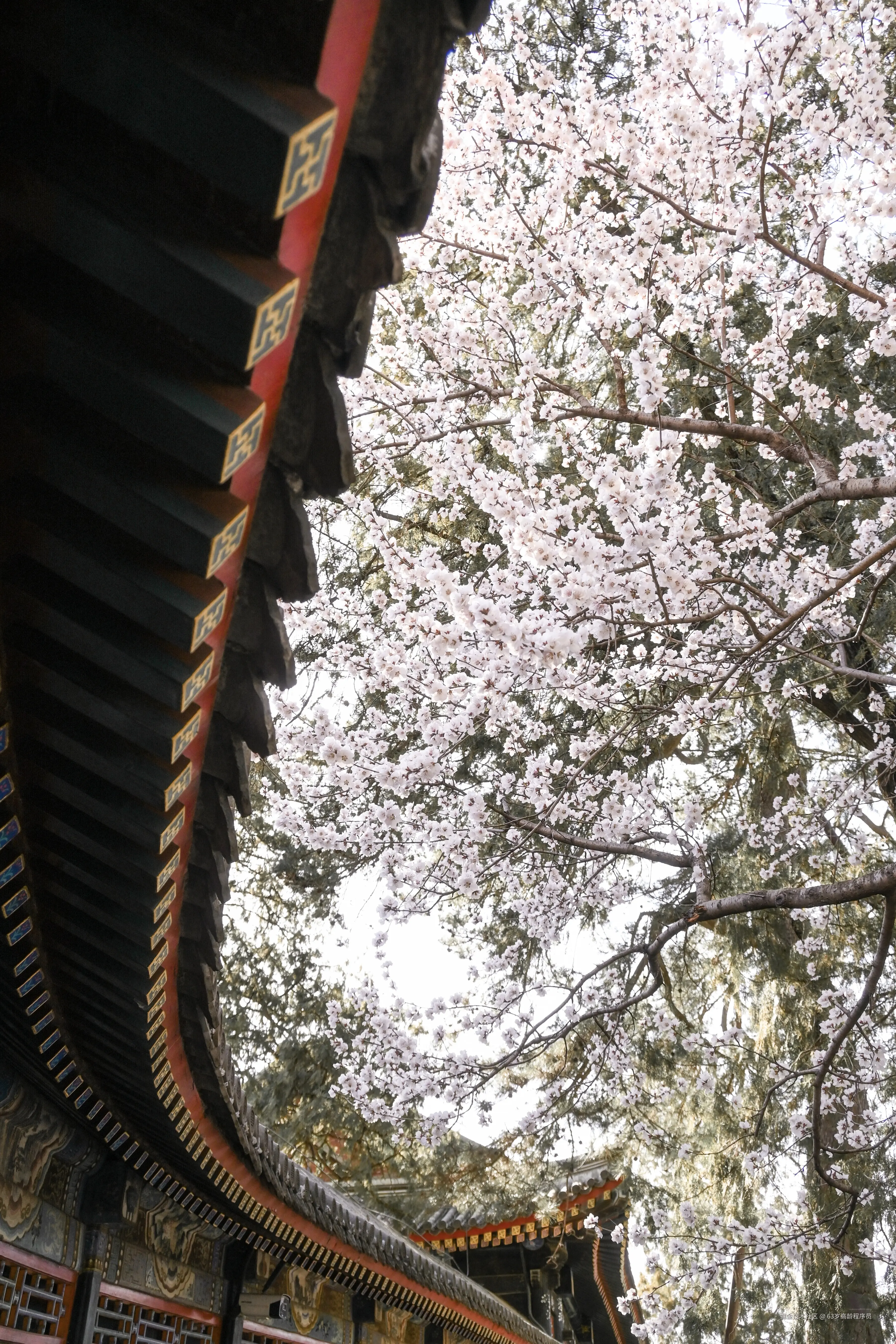 63岁高龄程序员于2026-03-23 16:32发布的图片