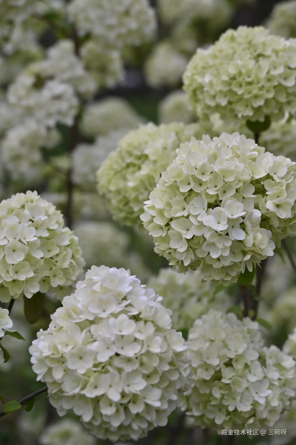 三碗呀于2025-04-07 10:03发布的图片