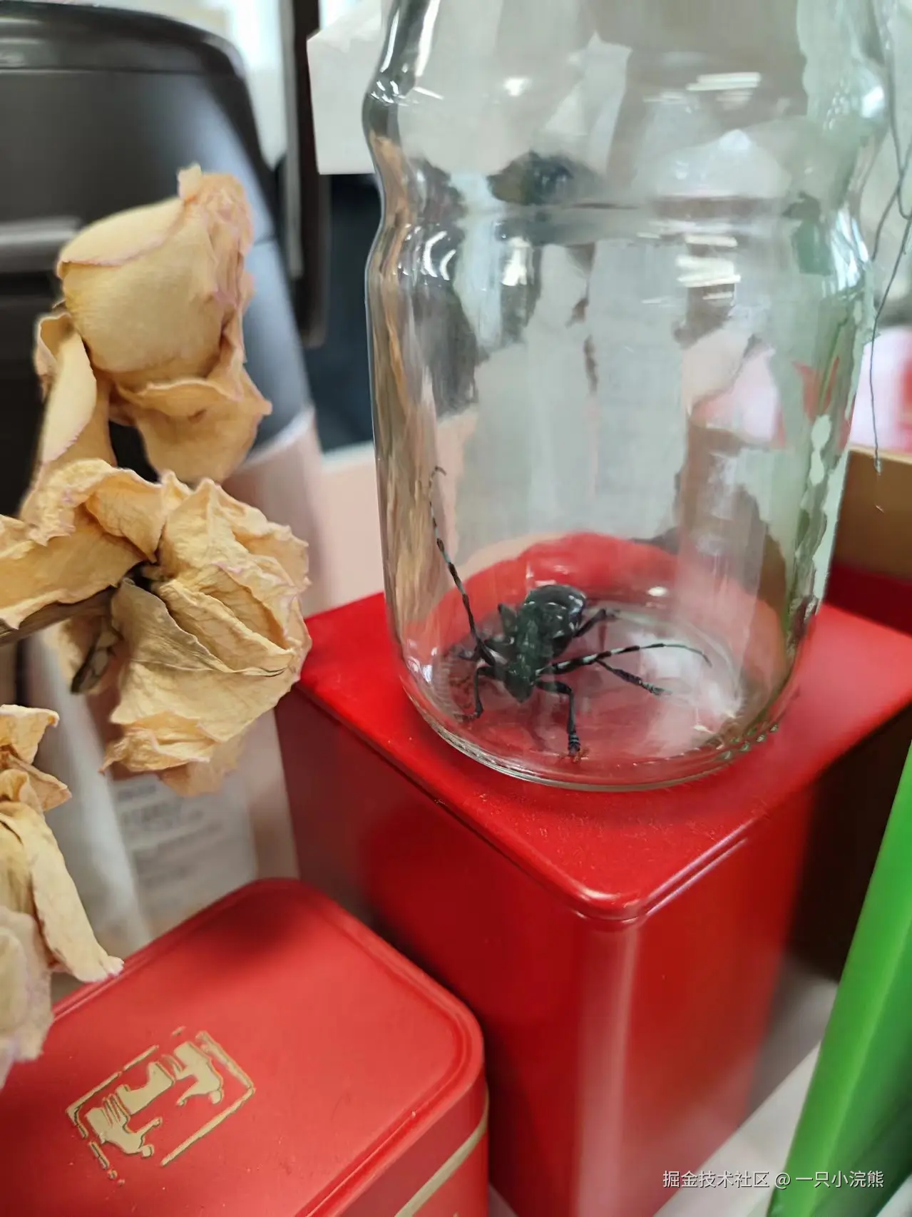 一只小浣熊于2024-07-17 07:38发布的图片