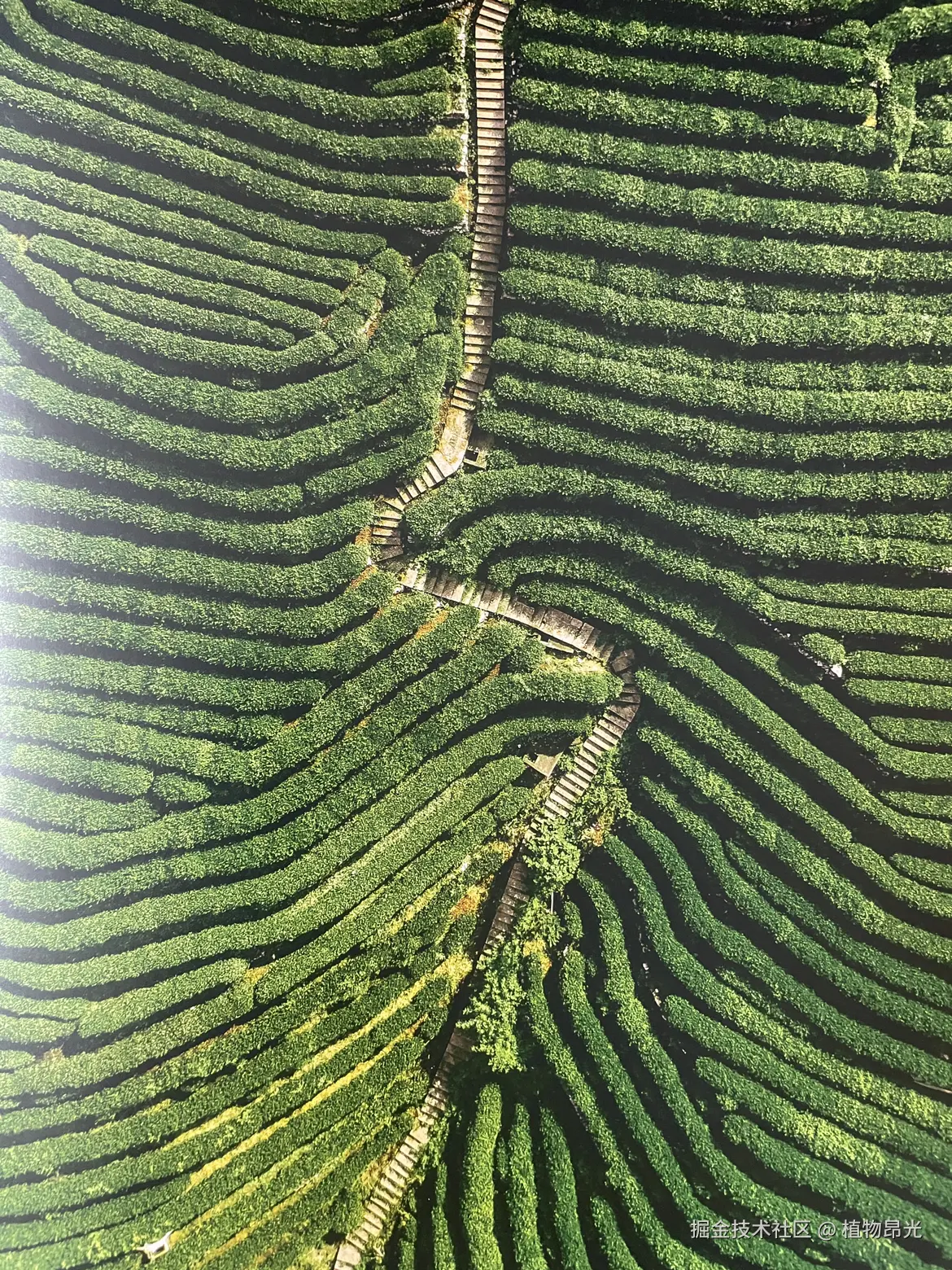 植物昂光于2026-04-16 20:32发布的图片