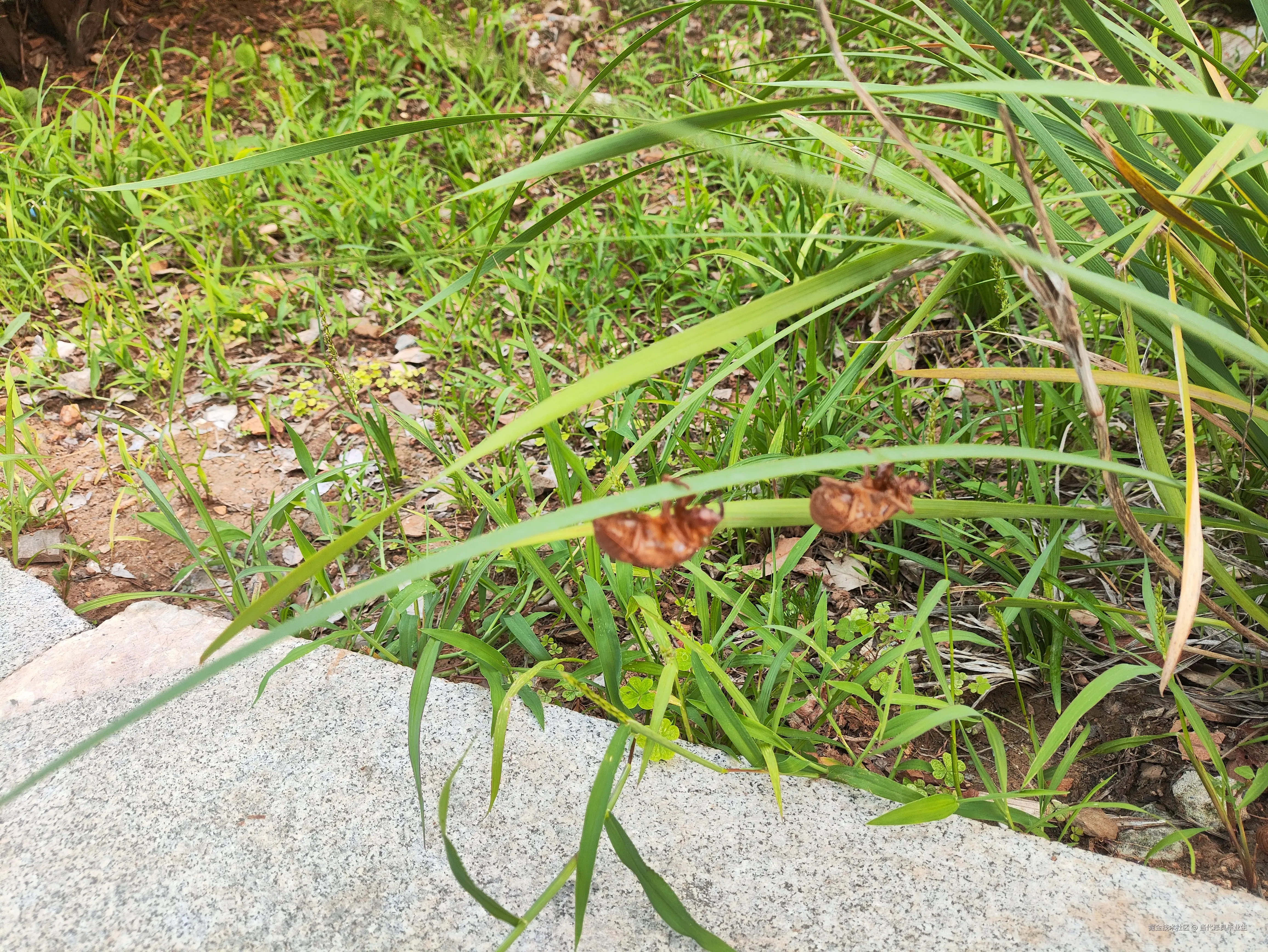 当代恶臭毕业生于2024-07-19 17:50发布的图片