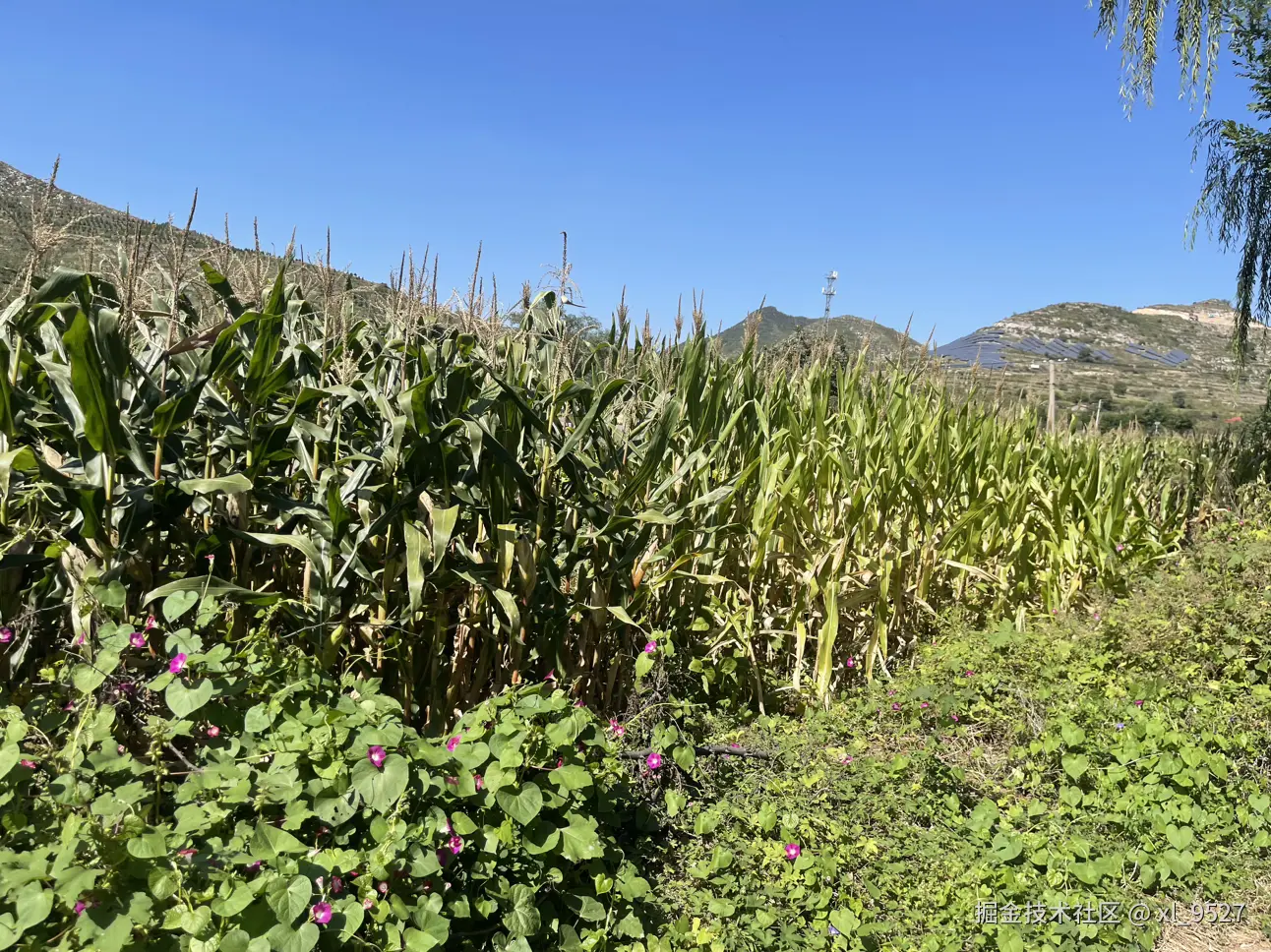 xl_9527于2024-11-07 13:28发布的图片