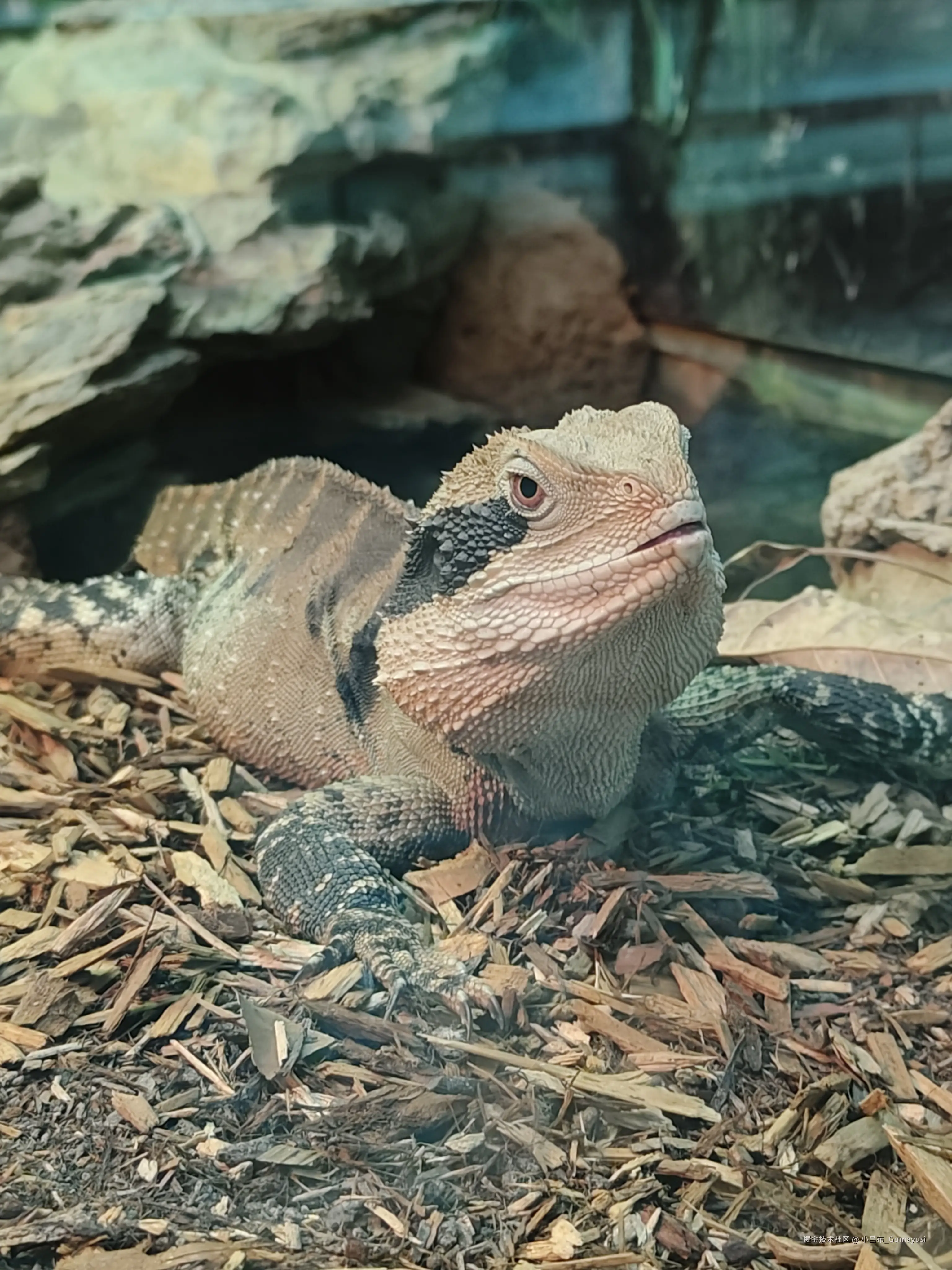 小吕布_Gumayusi于2025-03-03 09:36发布的图片