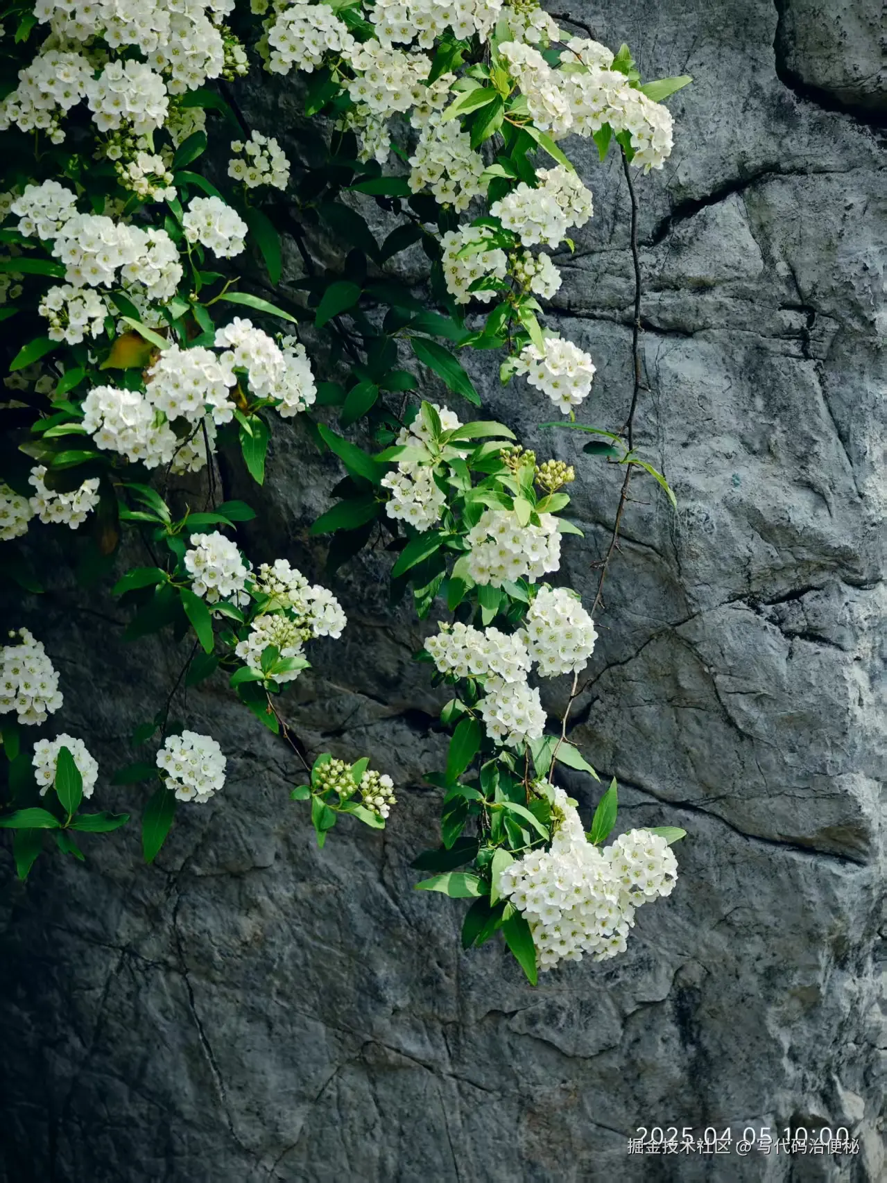 写代码治便秘于2025-05-13 10:10发布的图片