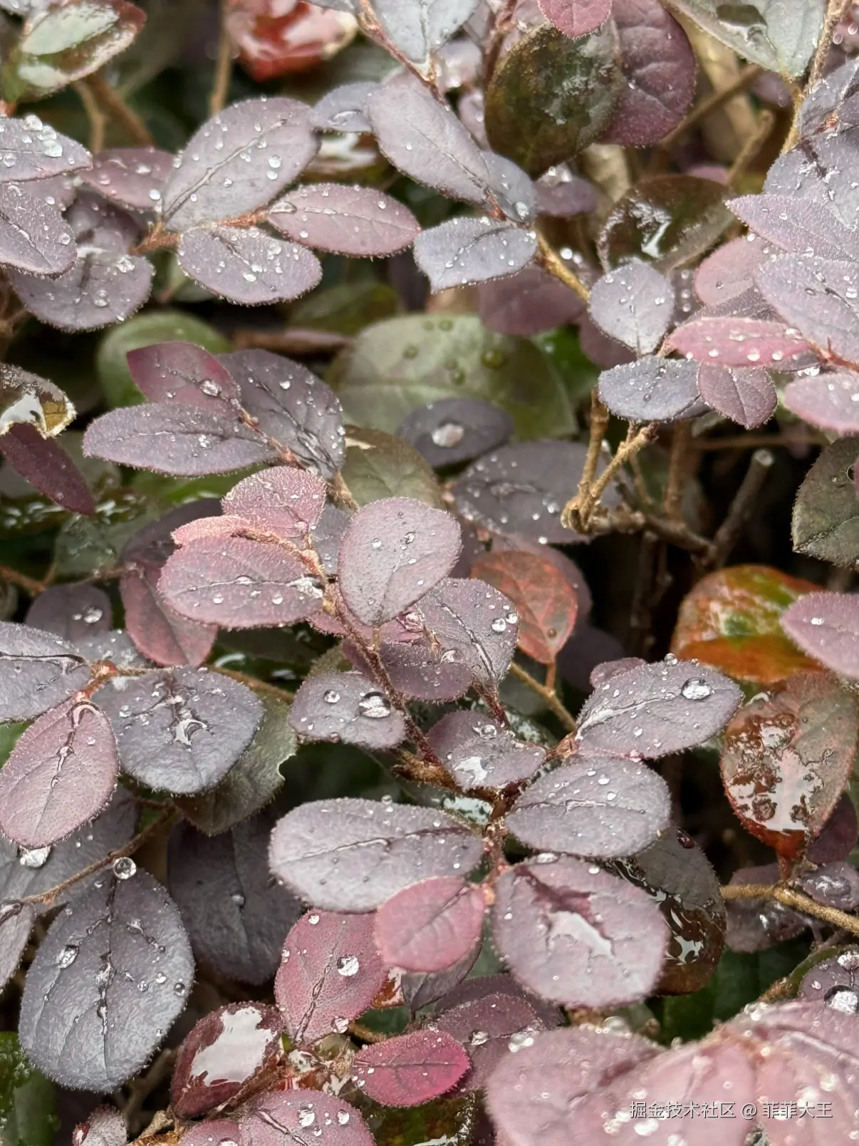 菲菲大王于2025-11-10 15:30发布的图片