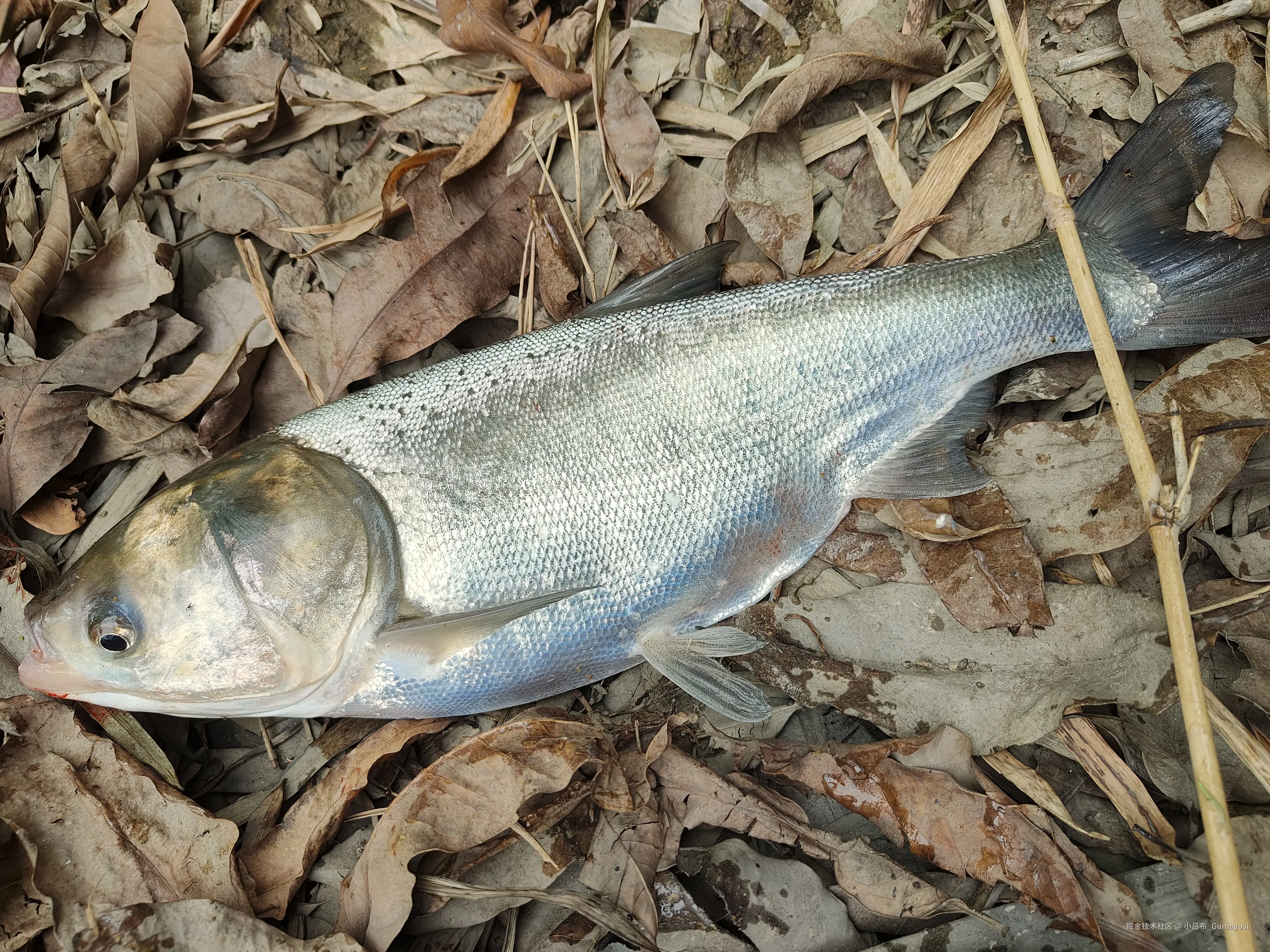 小吕布_Gumayusi于2025-02-24 09:53发布的图片