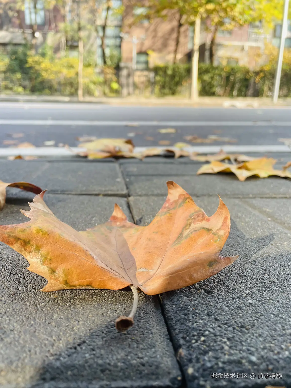 前端精髓于2024-11-14 04:50发布的图片