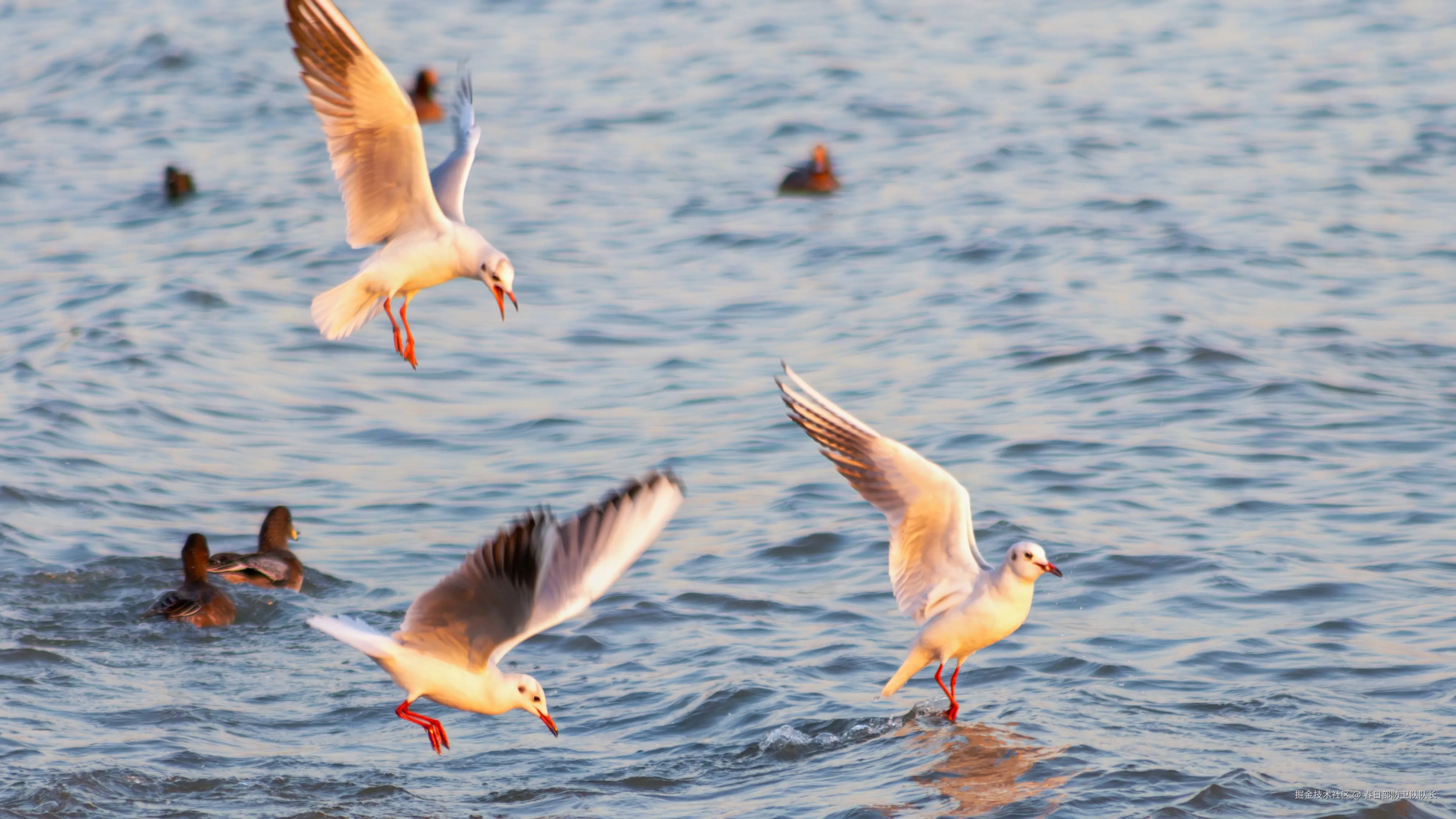 春日部防卫队队长于2024-12-02 09:50发布的图片