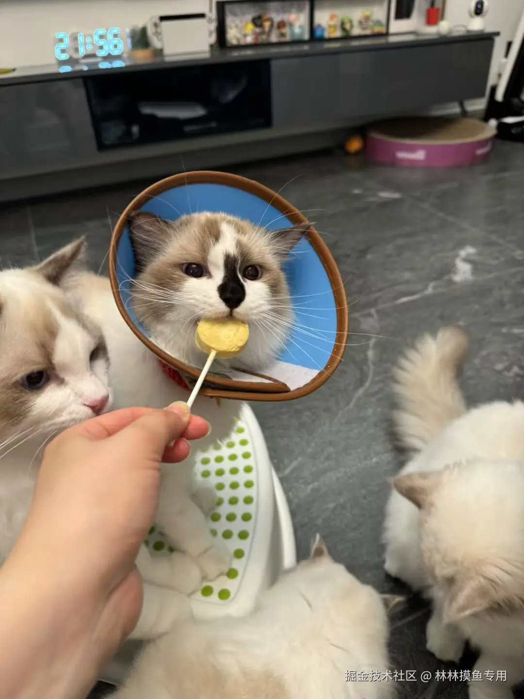 林林摸鱼专用于2024-10-29 11:33发布的图片