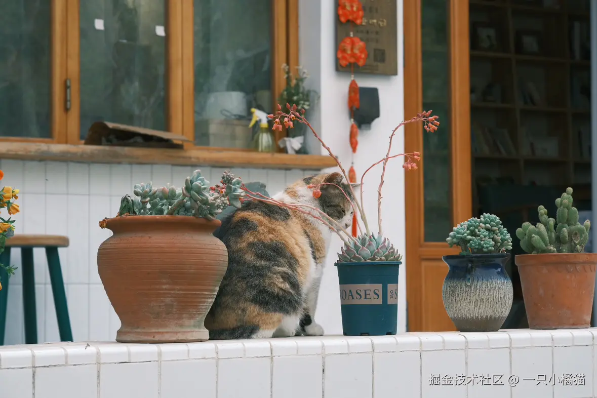 一只小橘猫于2025-04-18 09:39发布的图片