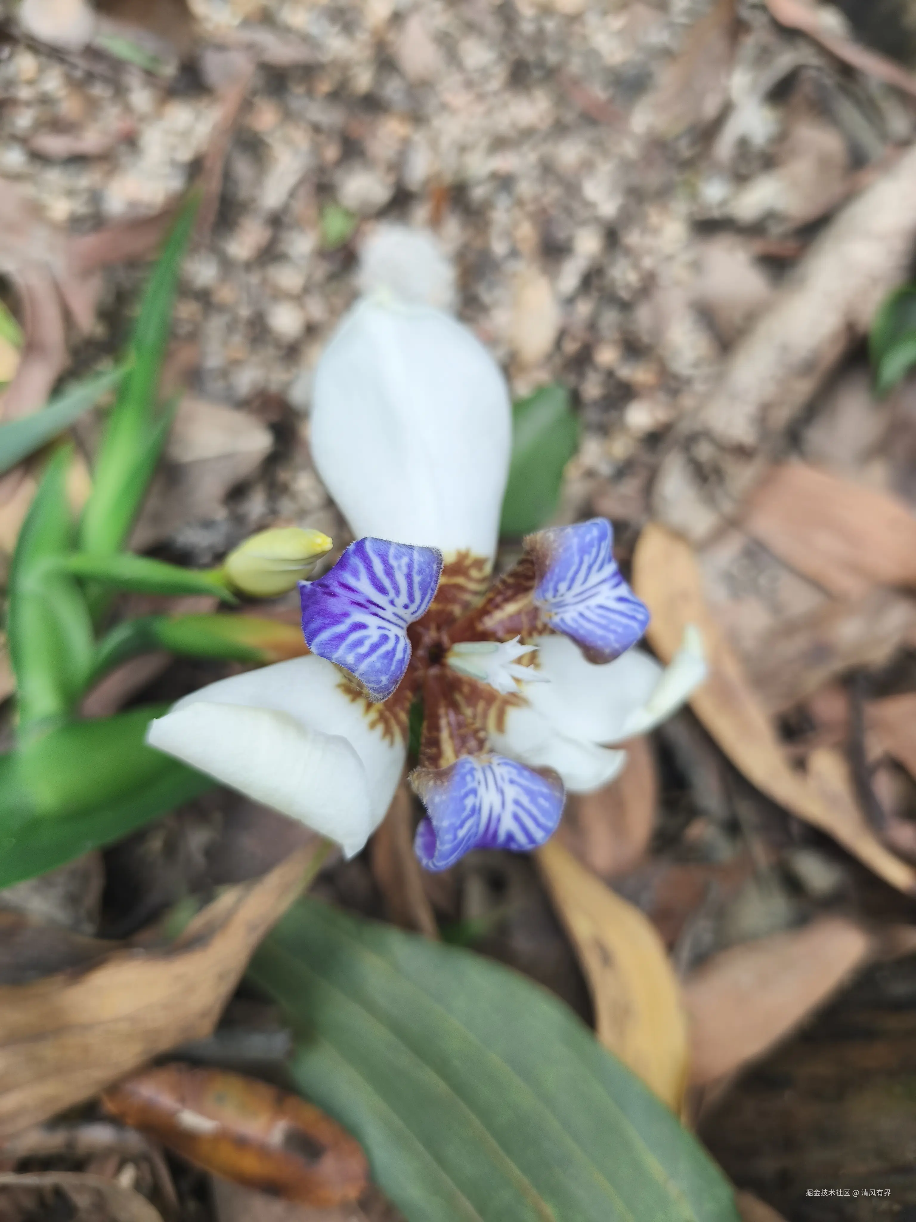 清风有界于2026-04-10 14:17发布的图片