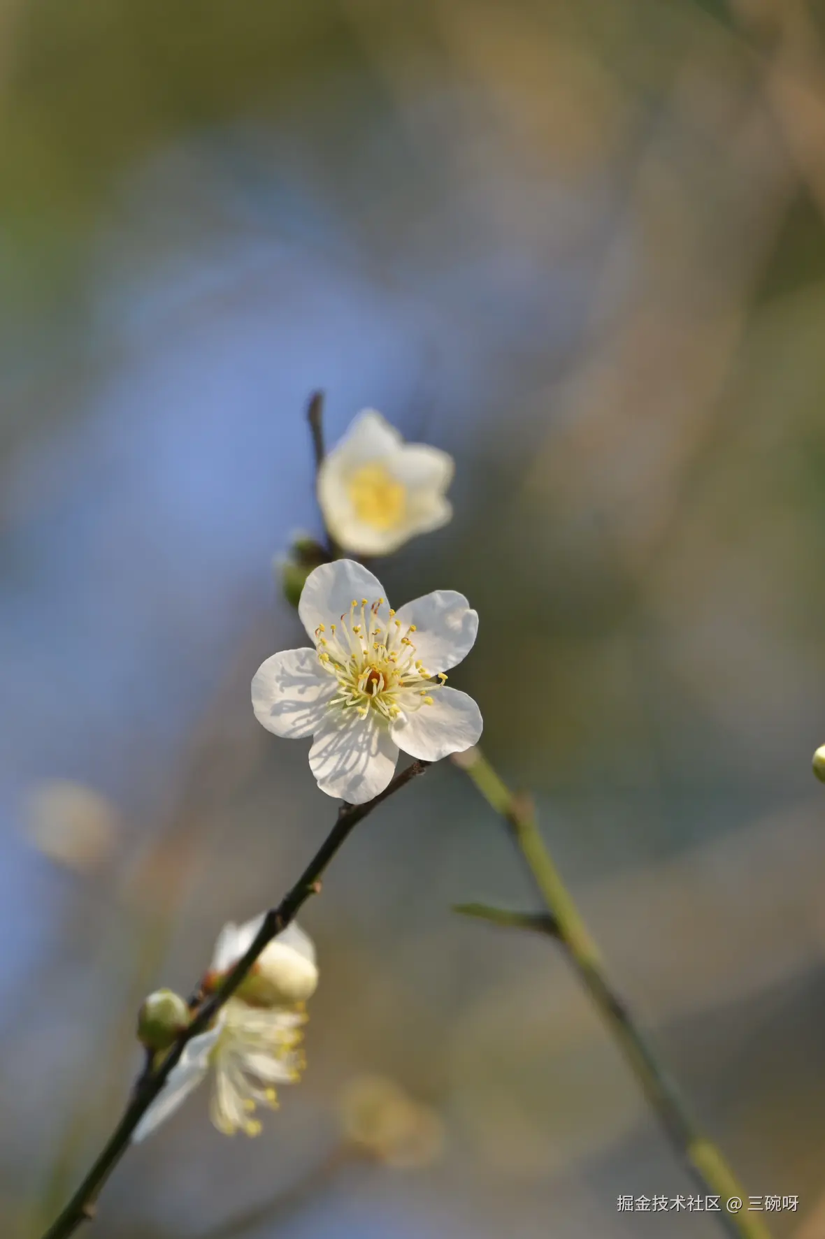 三碗呀于2025-01-20 10:20发布的图片