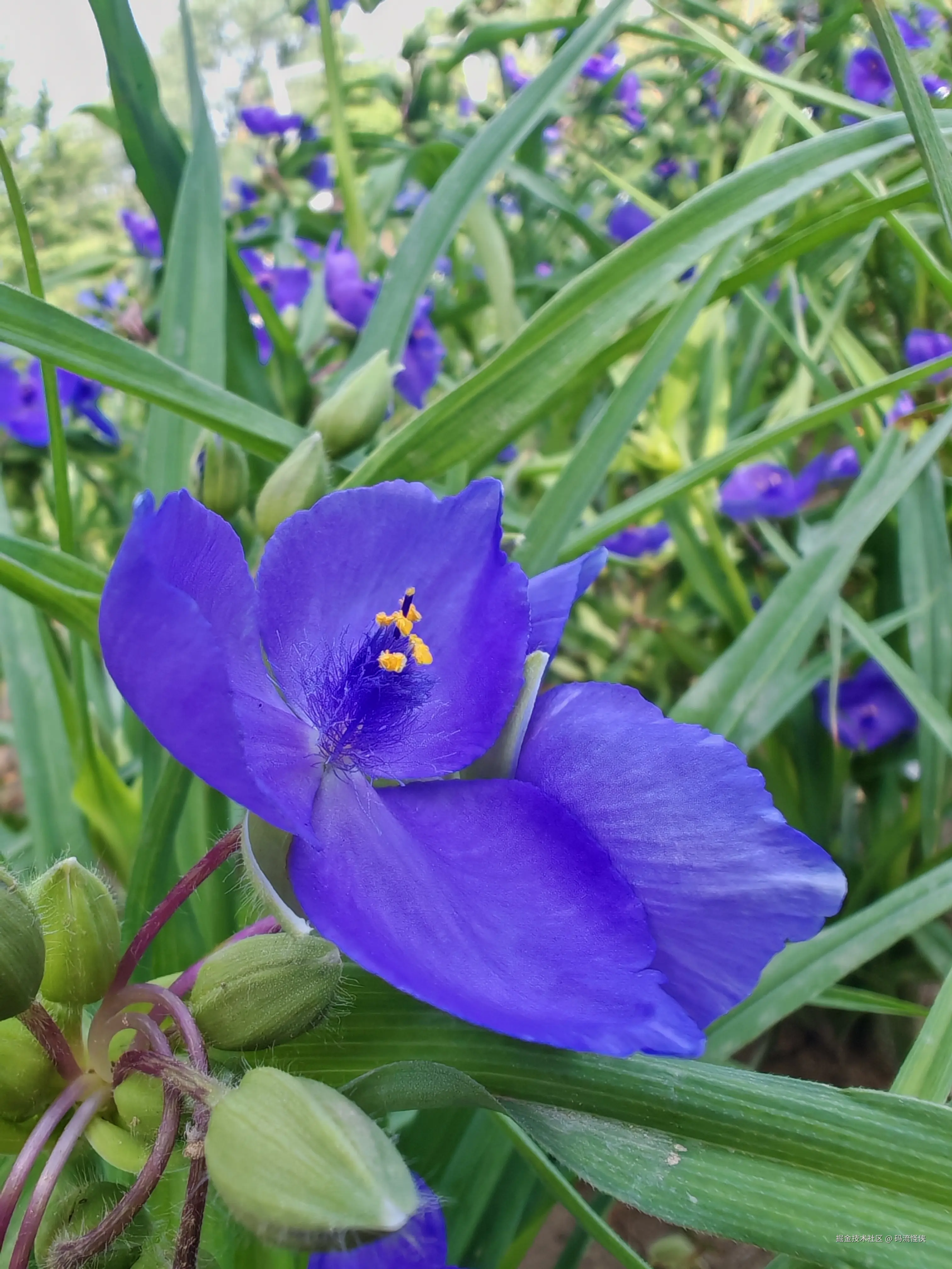 码流怪侠于2025-05-16 09:36发布的图片