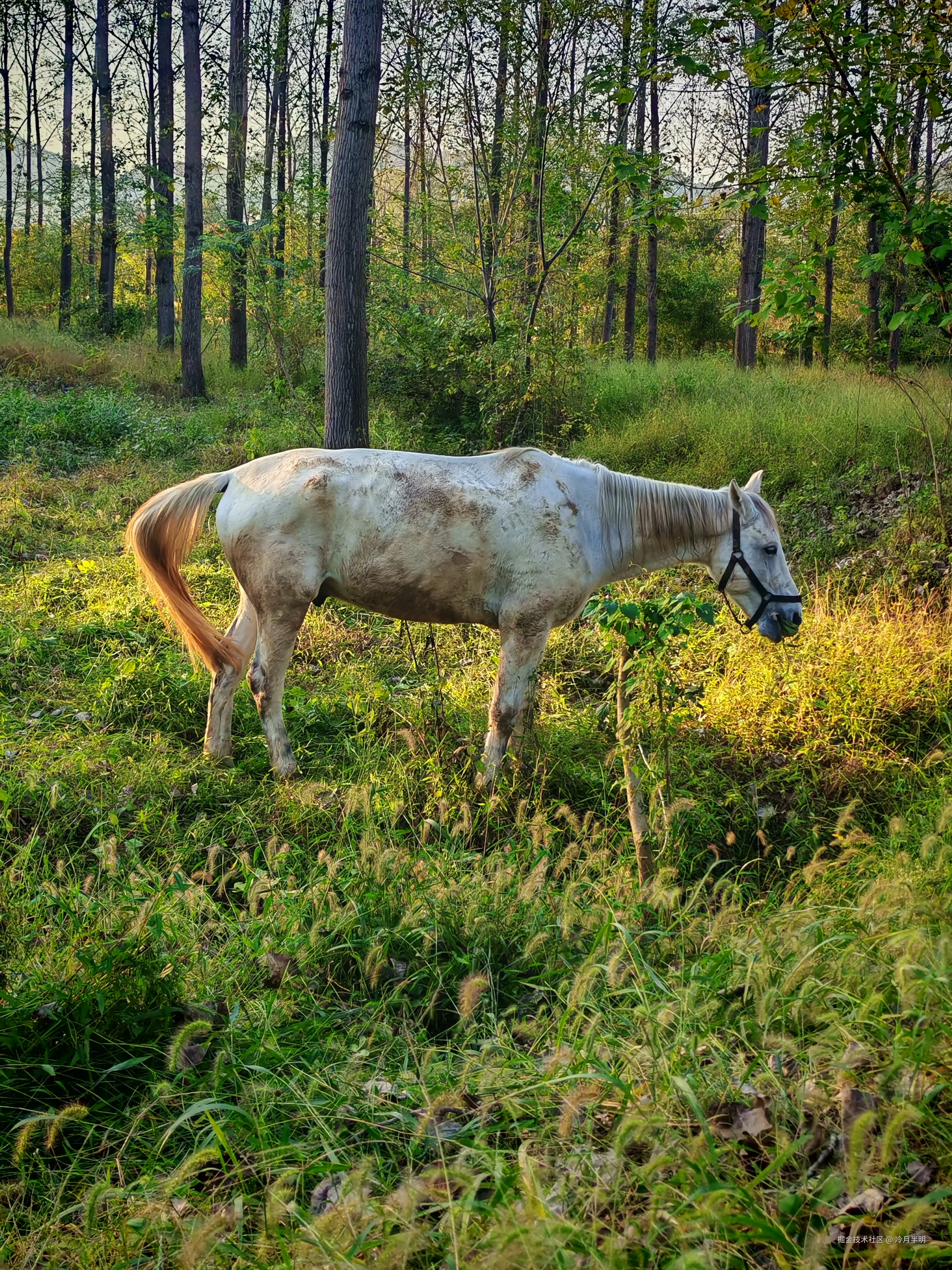 冷月半明于2024-10-24 10:21发布的图片